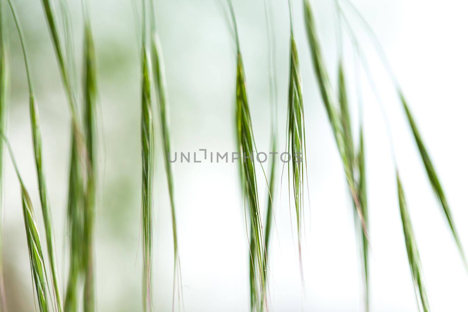 CloseUp of a grass.