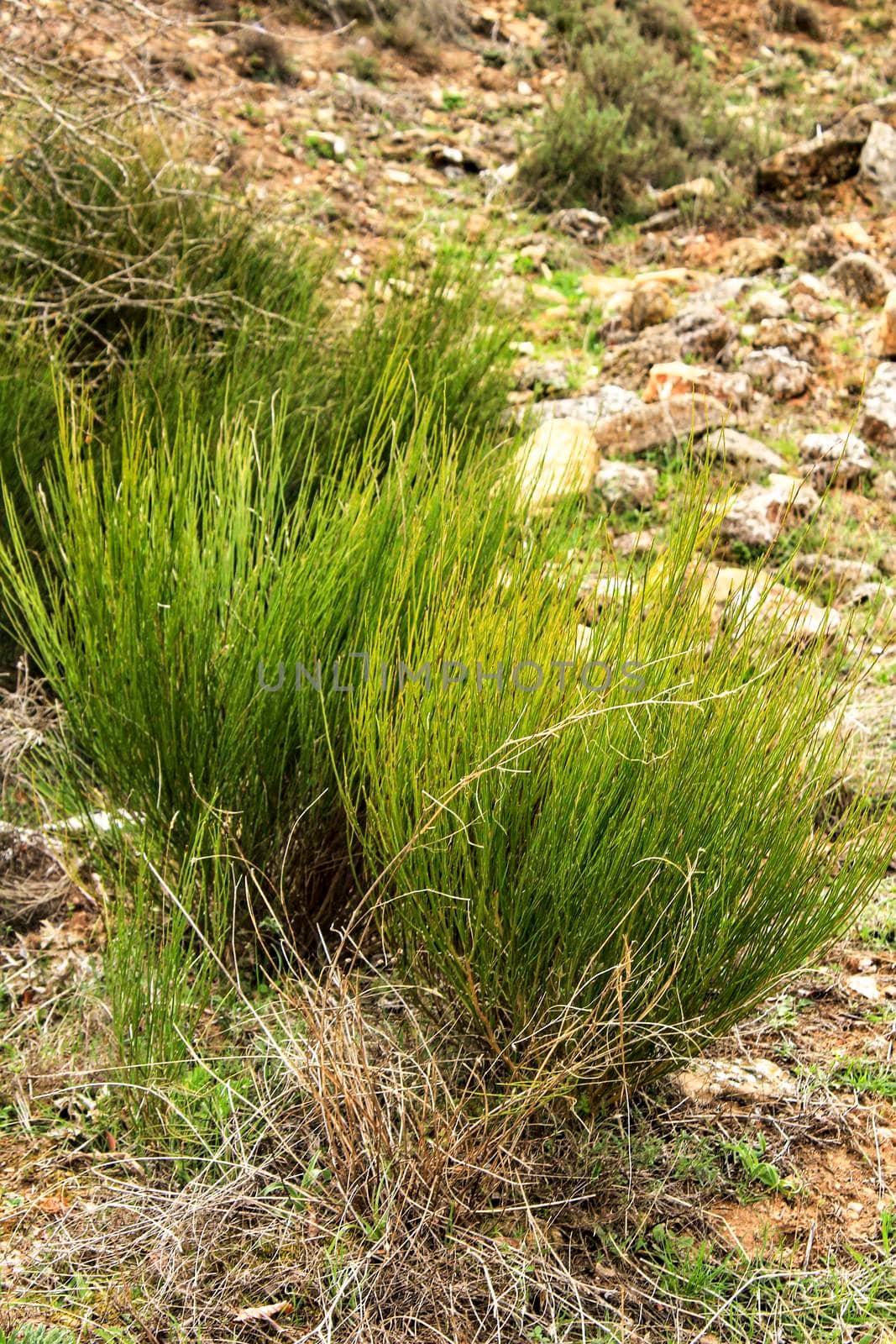 Equisetum Arvense plant texture in the mountain in Spain