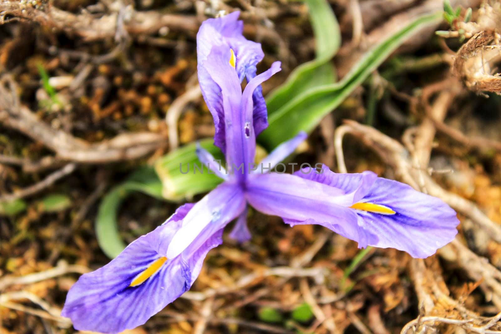 Purple bearded Iris flower in the mountain in Spain