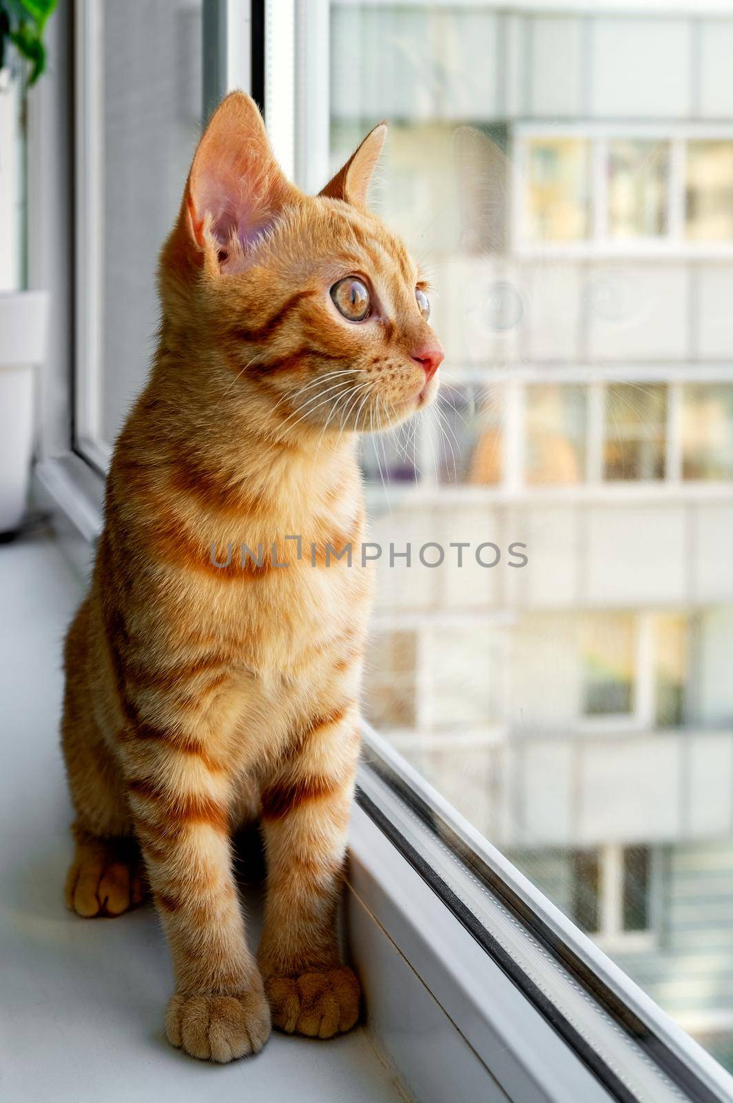 Ginger tabby kitten sitting on the windowsill and looking out by OlgaGubskaya