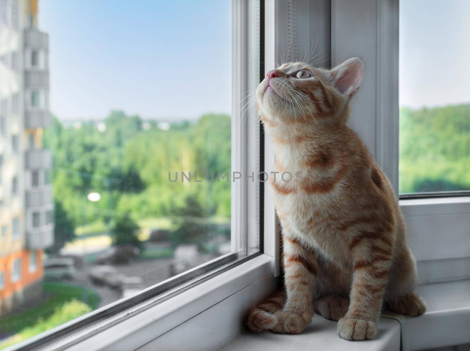 Close-up of a small cute ginger tabby kitten sits on the windowsill and looks up. Pets. Selective focus.