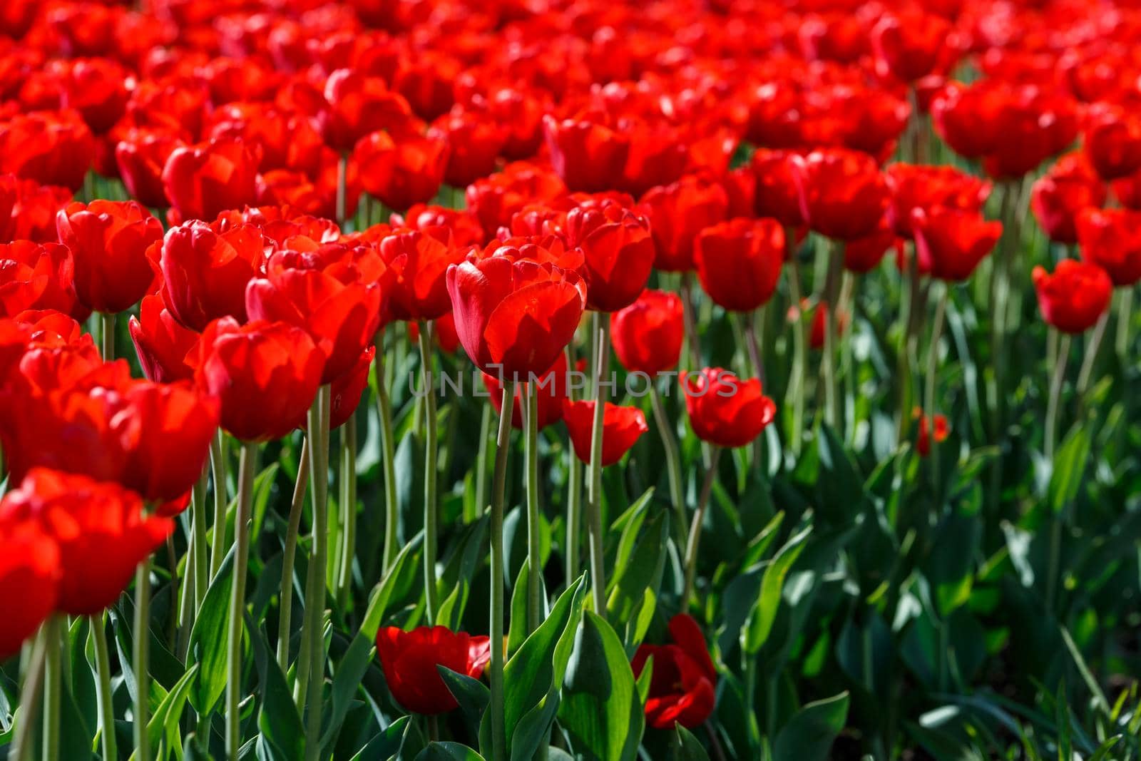 flaccid red tulips in the field at spring daylight - close-up full frame background with selective focus