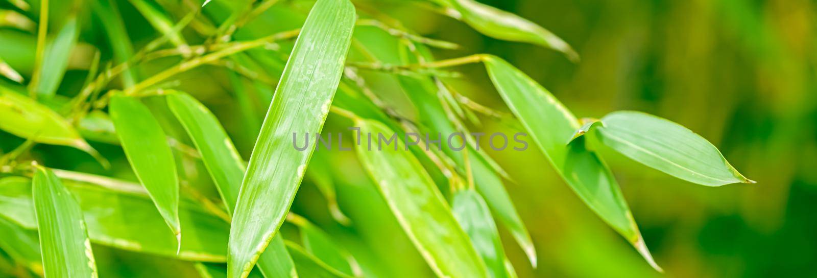 Green bamboo background, fresh leaves on tree as nature, ecology and environment concept by Anneleven