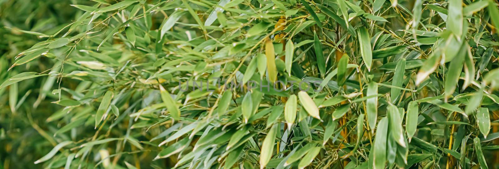 Bamboo background, fresh leaves on tree as nature, ecology and environment concept by Anneleven