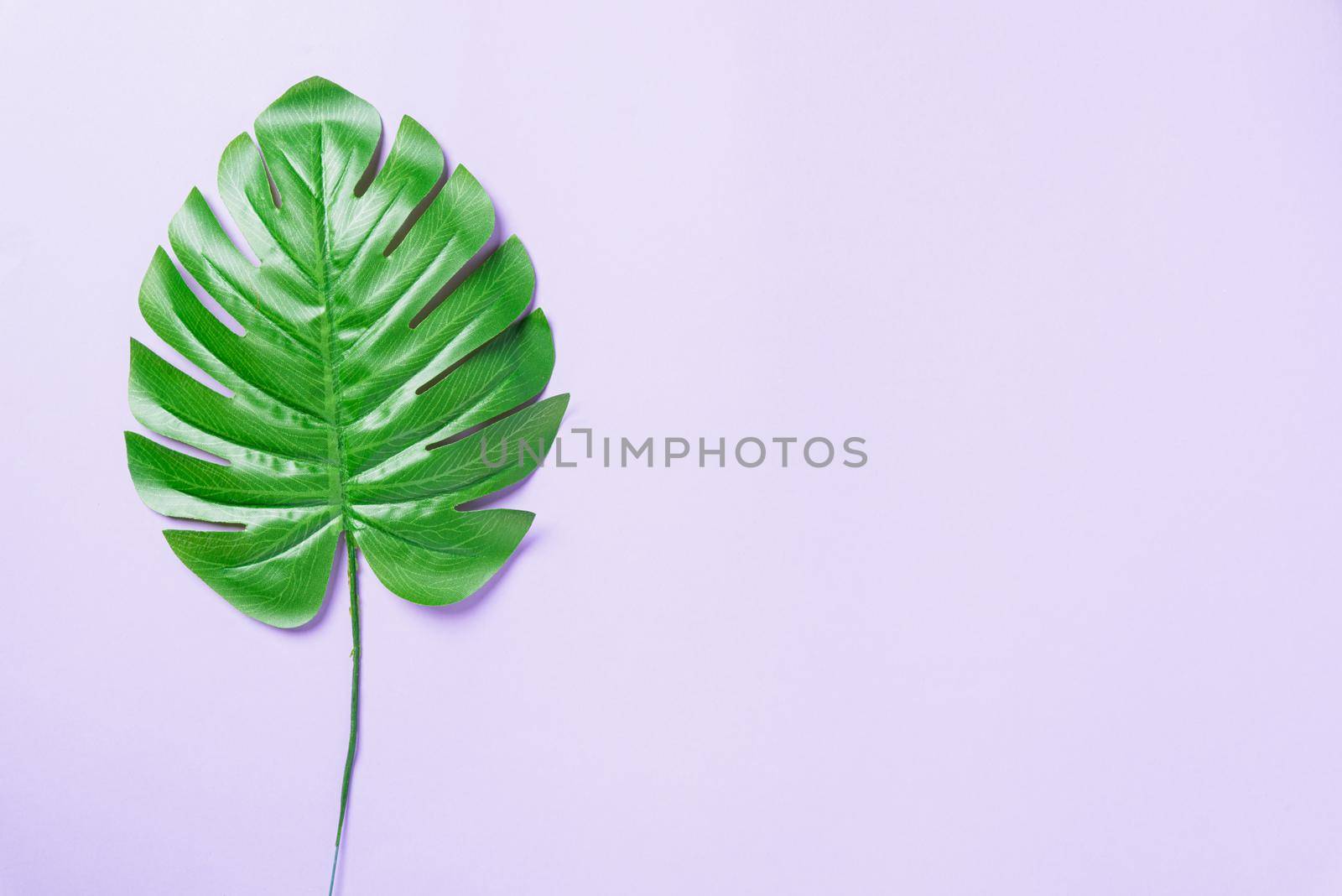 Green flat lay tropical Monstera leaves isolated on a purple background. Palm jungle is exotic