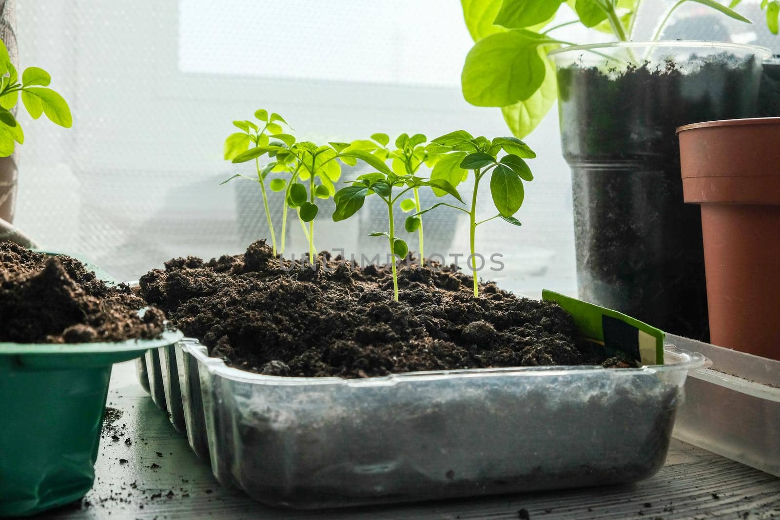 Seedlings growing in plastic cups at home kitchen.