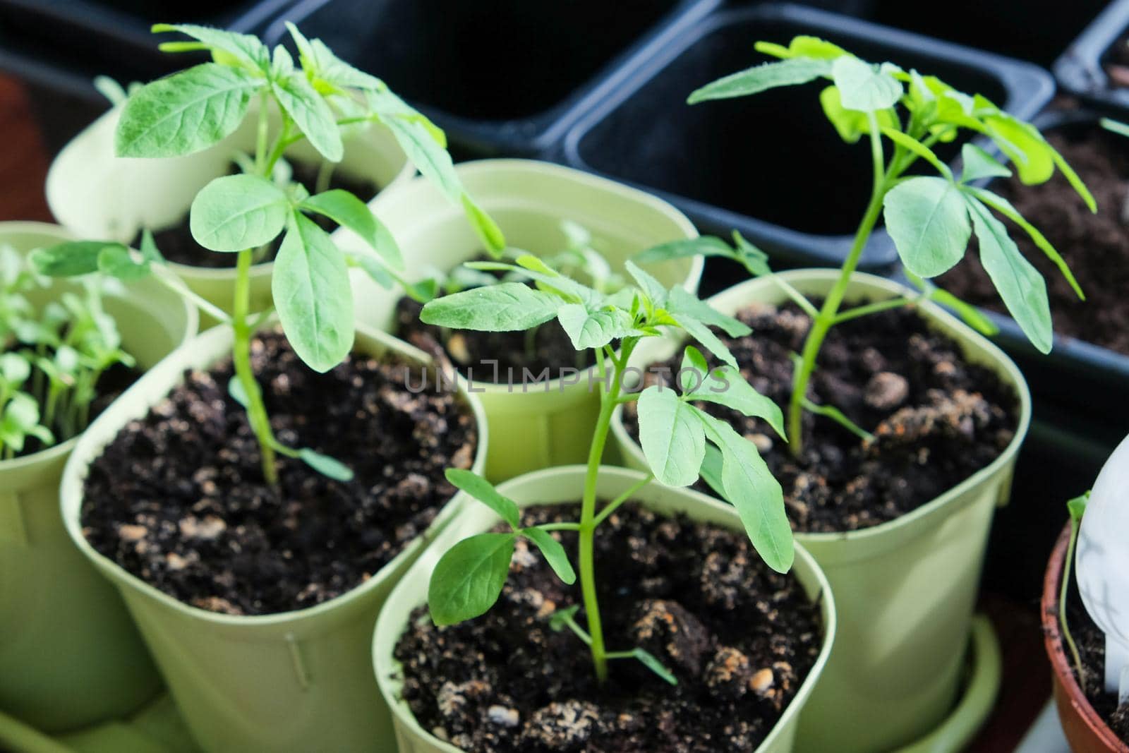 Seedlings growing in plastic cups at home kitchen.