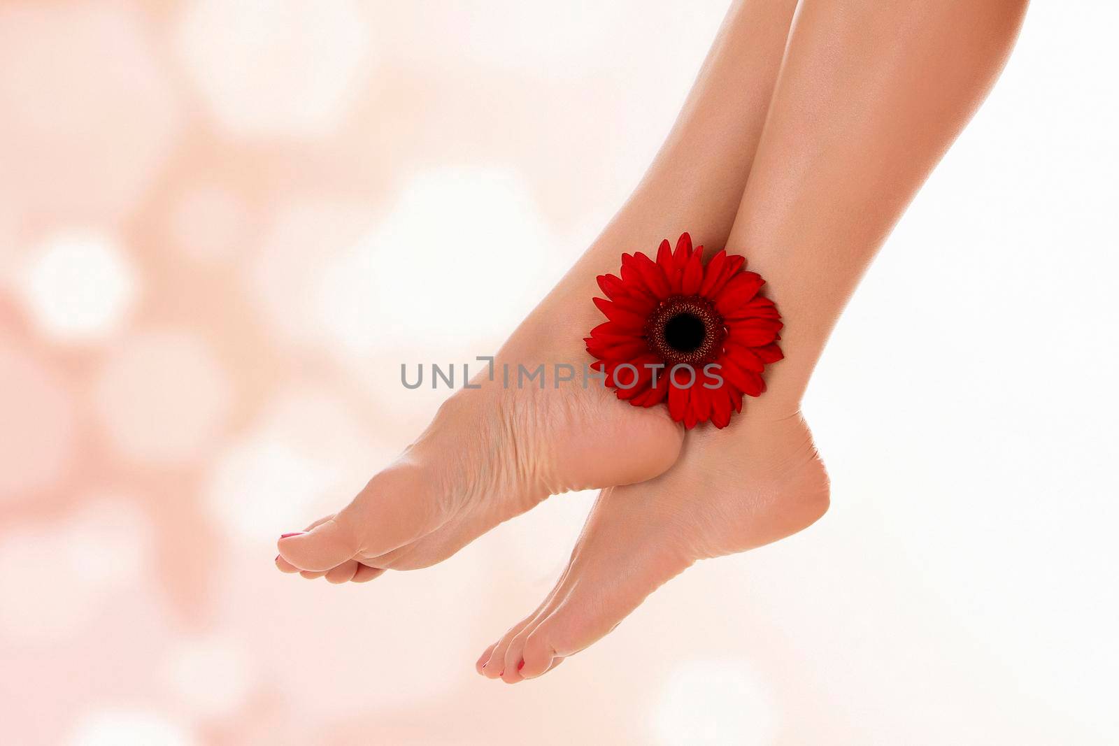 Female legs with red gerbera flower on pastel blurred background with