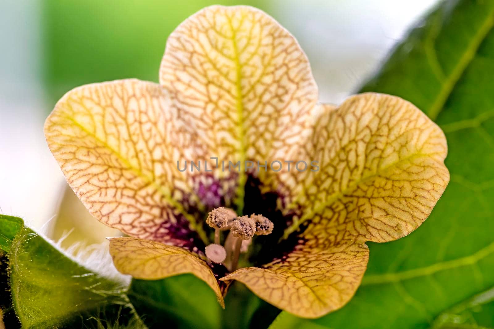 black henbane, medieval medicine plant with flower