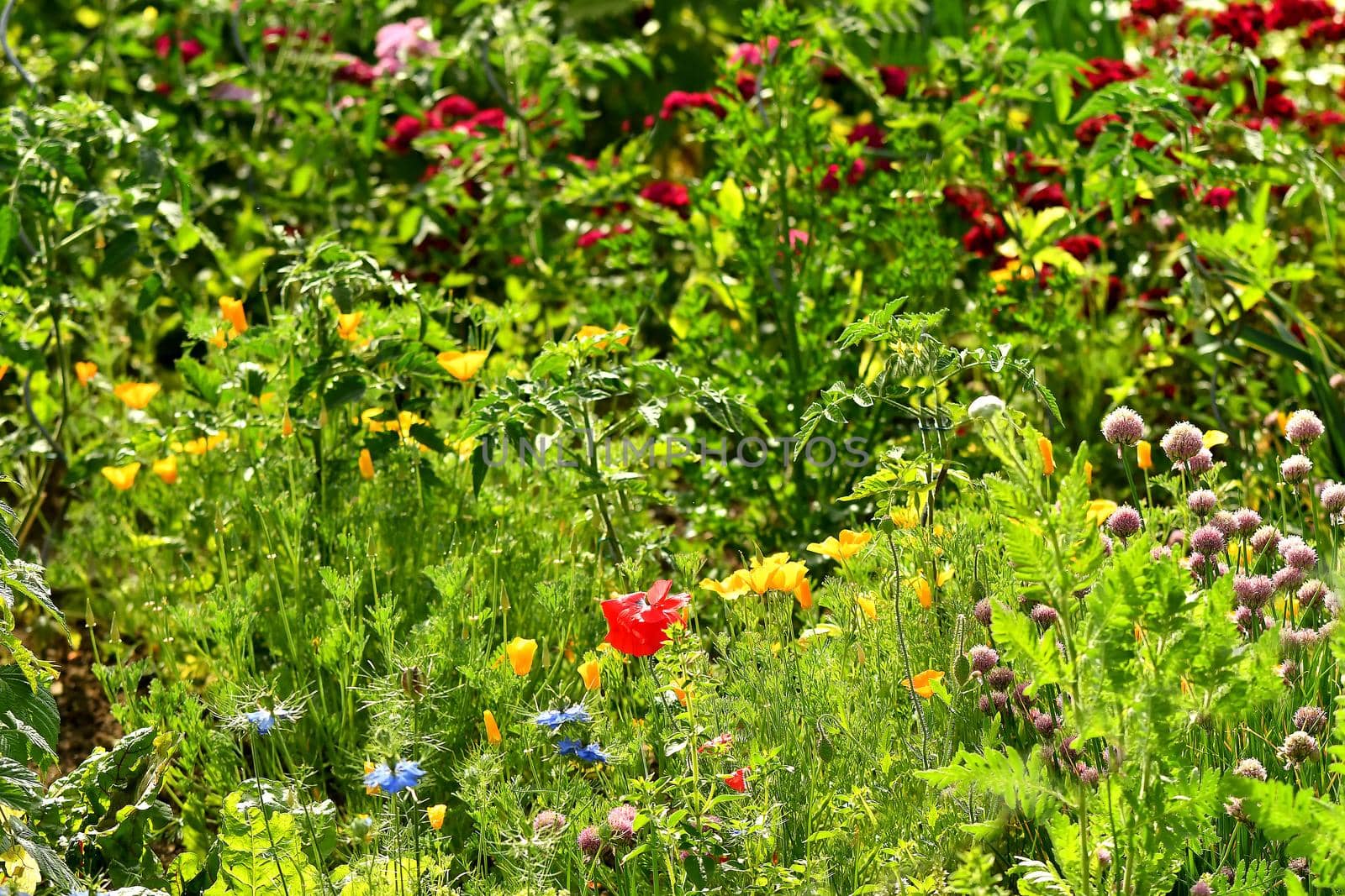 garden with many flowers and herbs in summertime