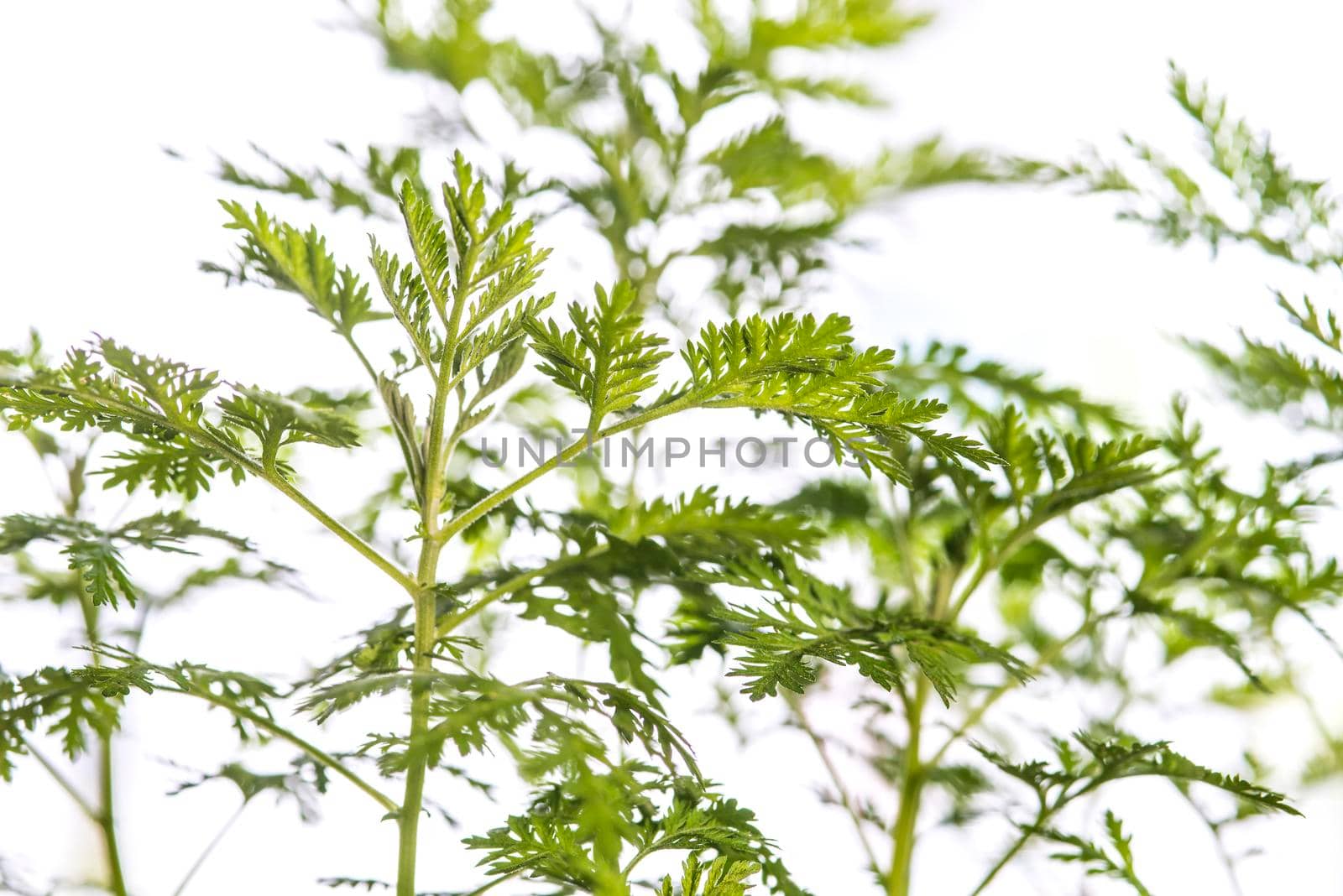 medicinal plant sweet annie with leaves