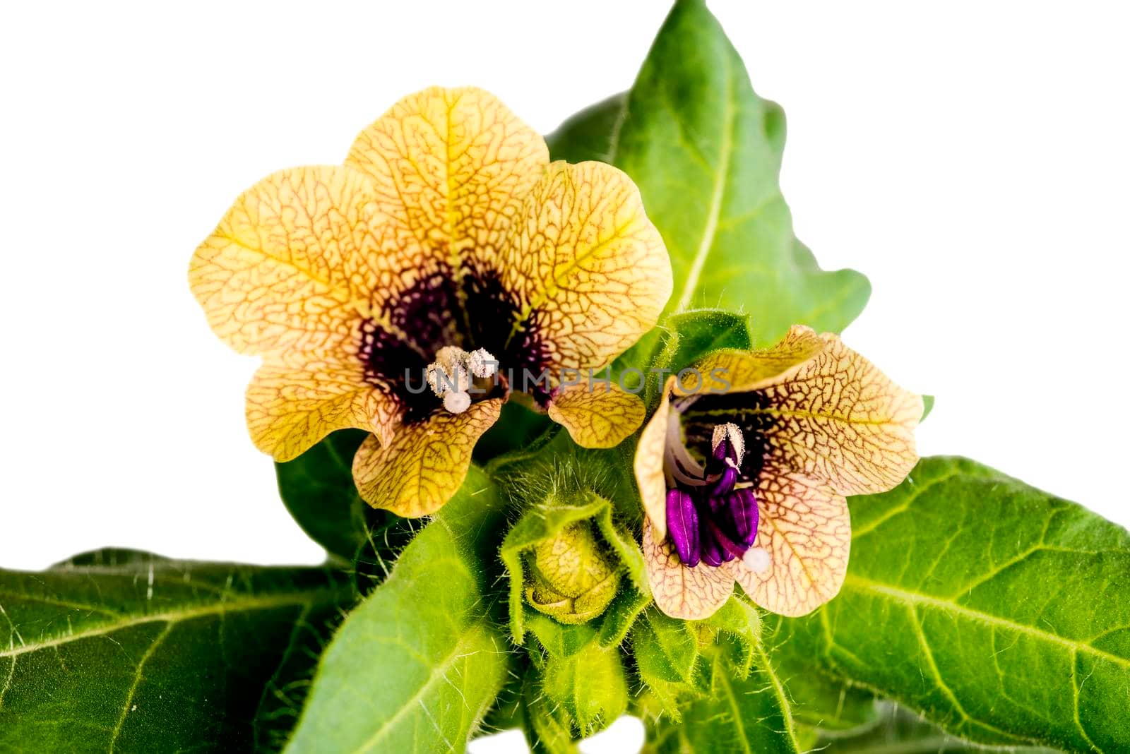 black henbane, medieval medicine plant with flower by Jochen