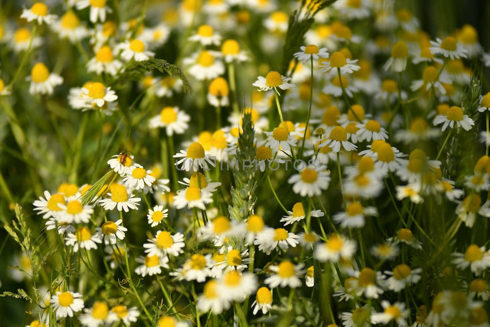 Chamomile medicinal plant with flower