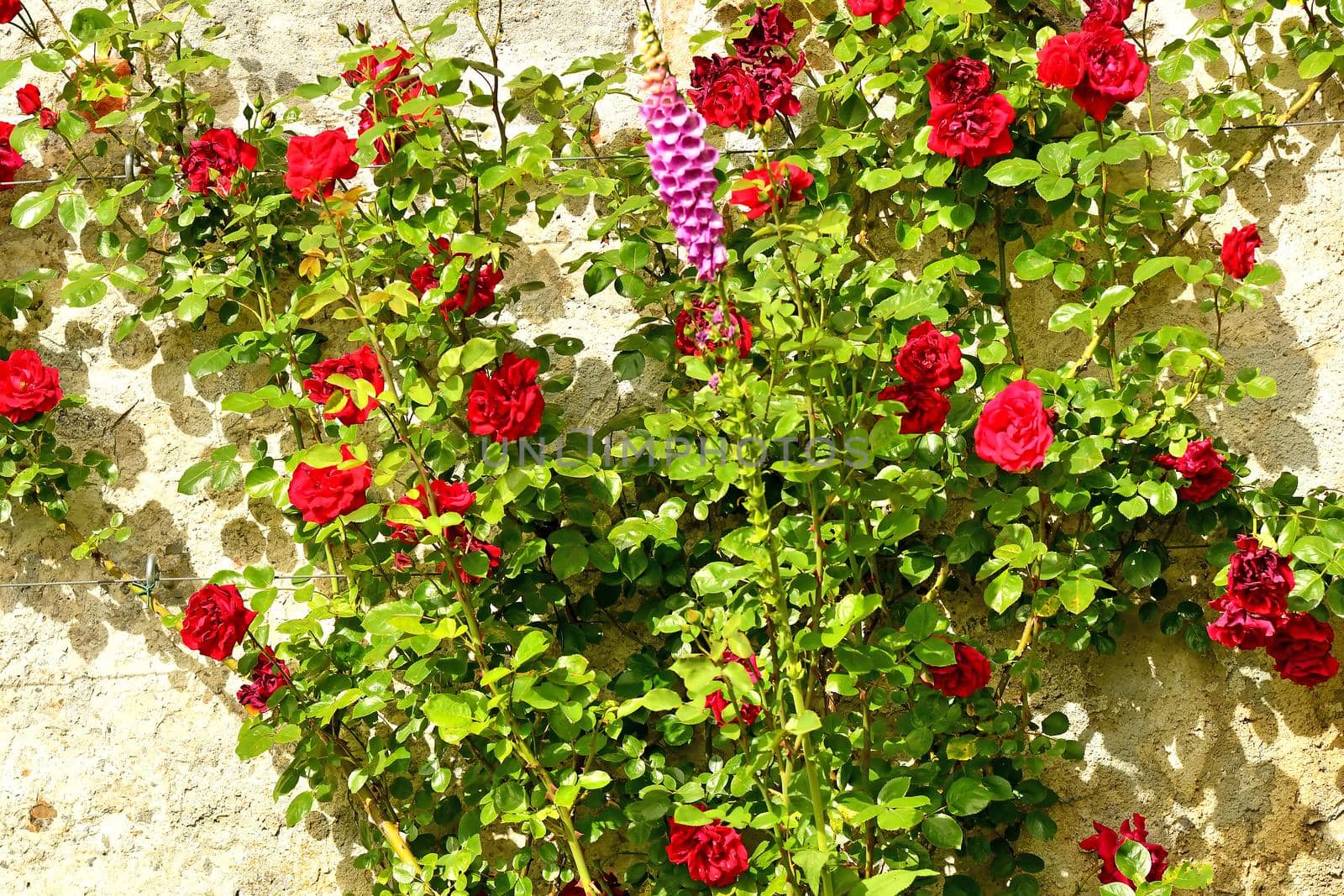 red roses and foxglove at an old abbey wall by Jochen