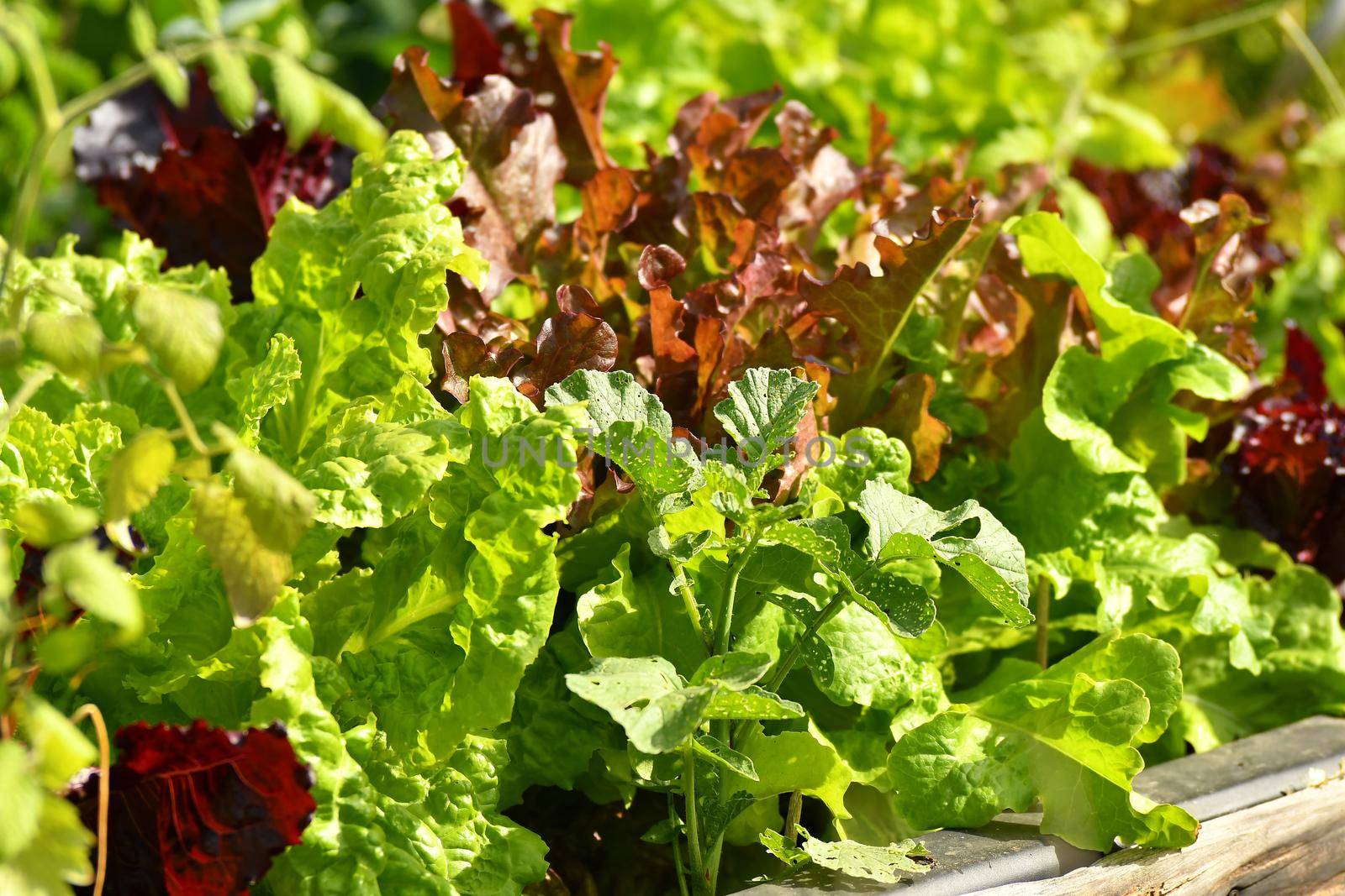 salad cultivation in raised bed in a garden by Jochen