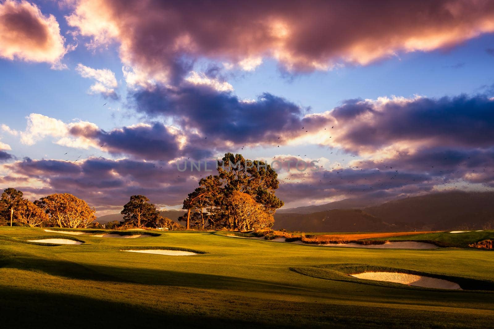 Coastline golf course, greens and bunkers in California, usa