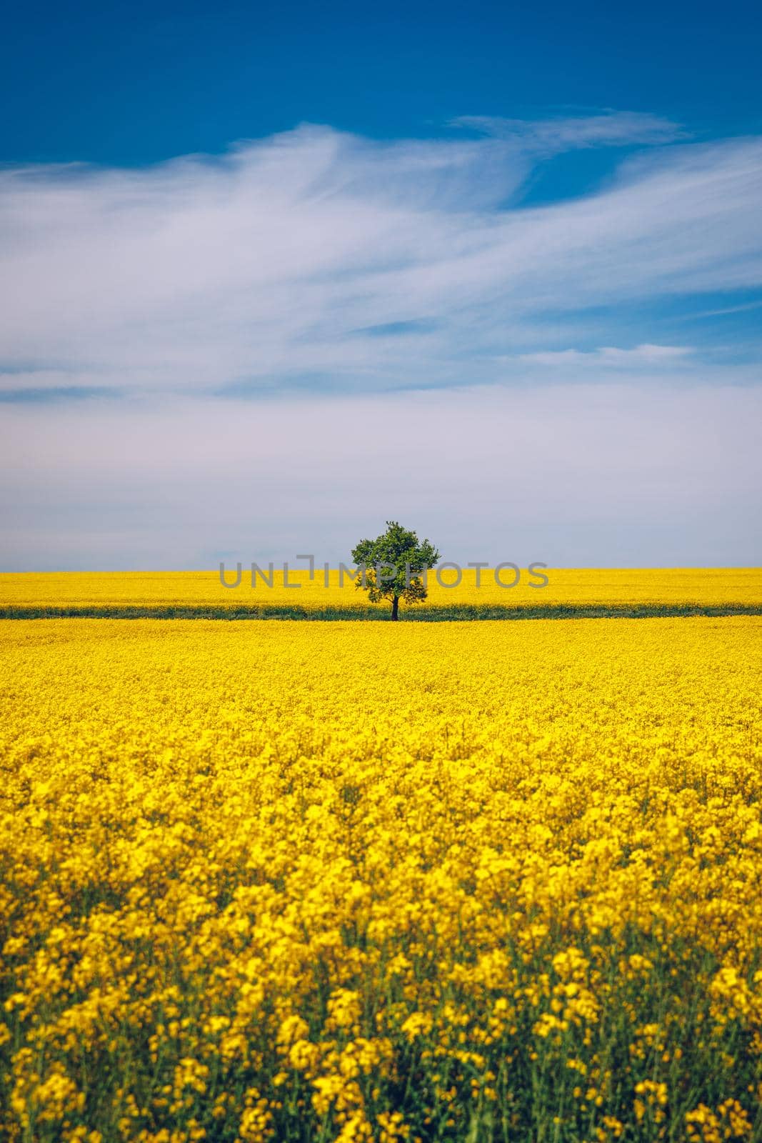 Tree in field of rapeseed under blue sky with clouds, spring landscape. Lone tree in yellow rape-seed field.