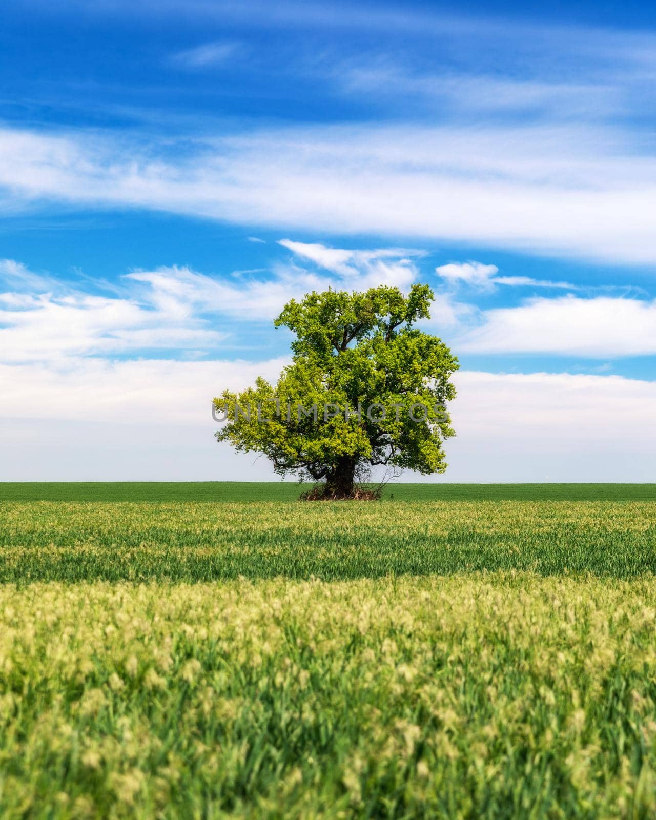 Green field with solitary tree under blue sky in spring. Lone tree in a green field.