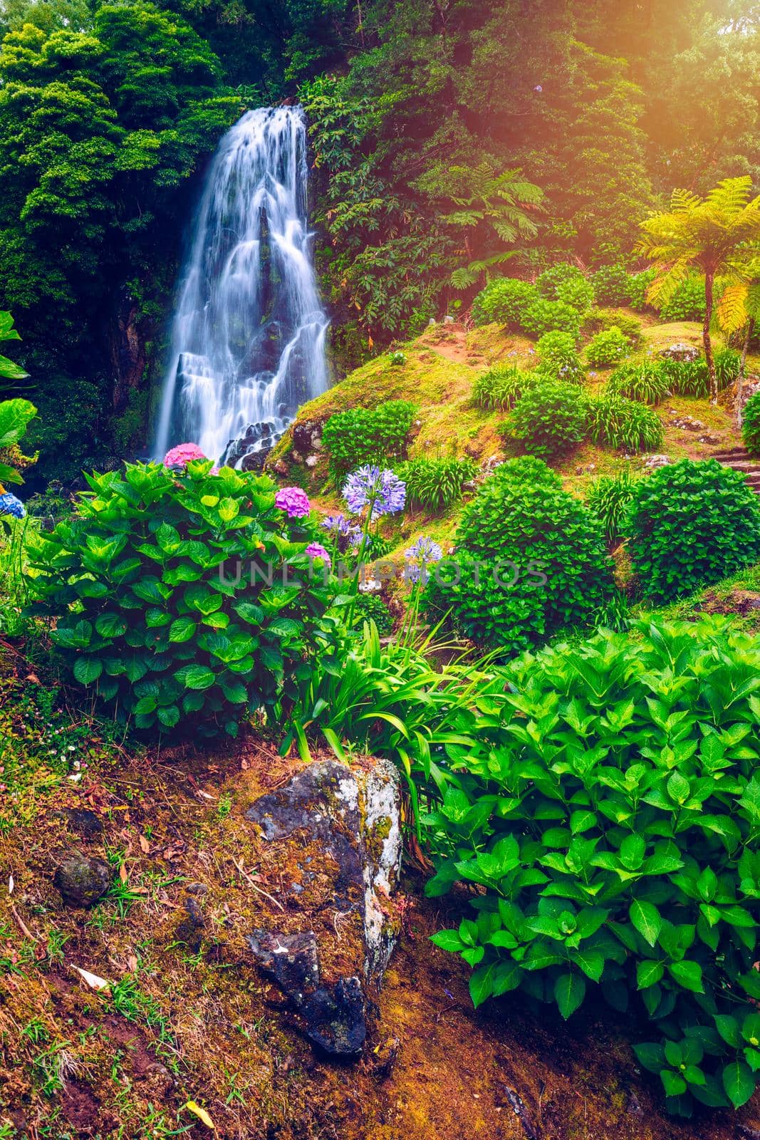 Waterfall at  Parque Natural Da Ribeira Dos Caldeiroes, Sao Miguel, Azores, Portugal. Beautiful waterfall surrounded with hydrangeas in Ribeira dos Caldeiroes park, Sao Miguel, Azores, Portugal