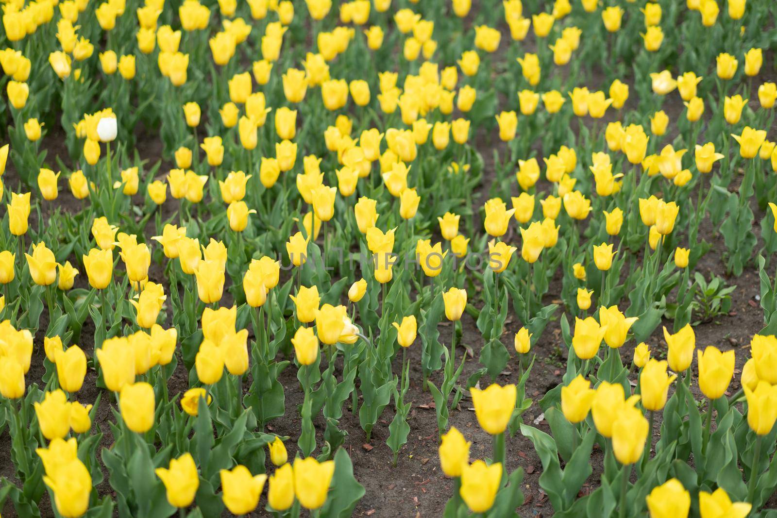 Yellow flowers background outdoor Spring season flowers Selective focus