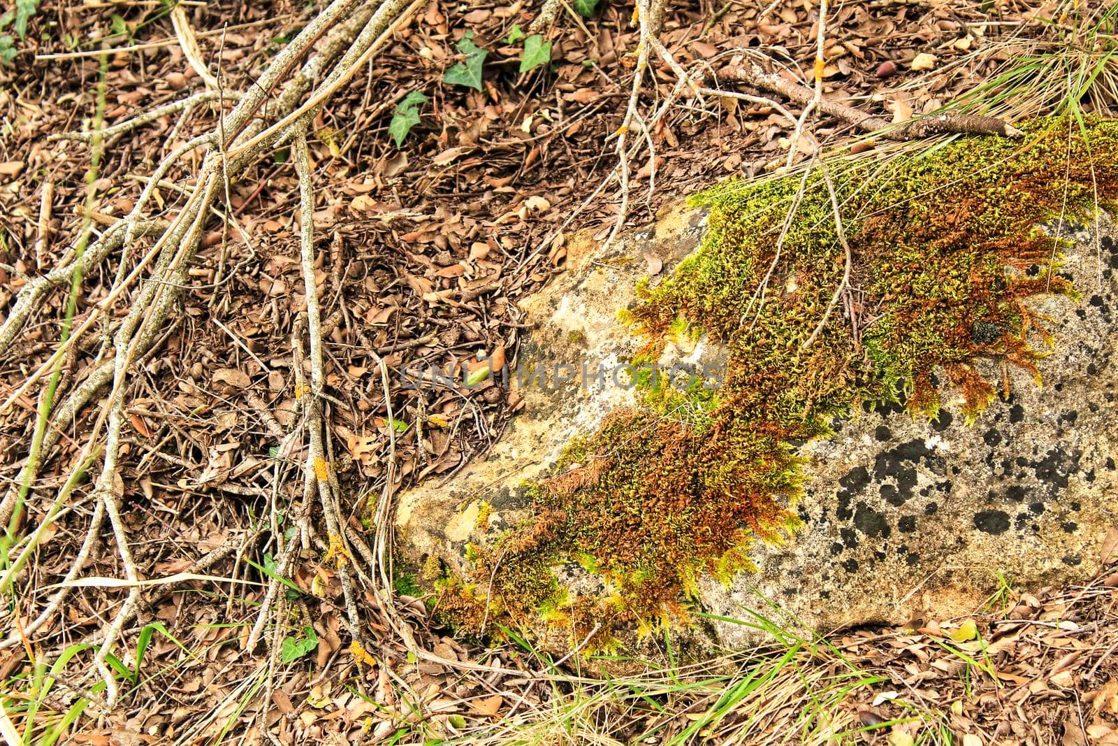 Colorful texture of moss on gray stone surrounded by leaves in Alcaraz
