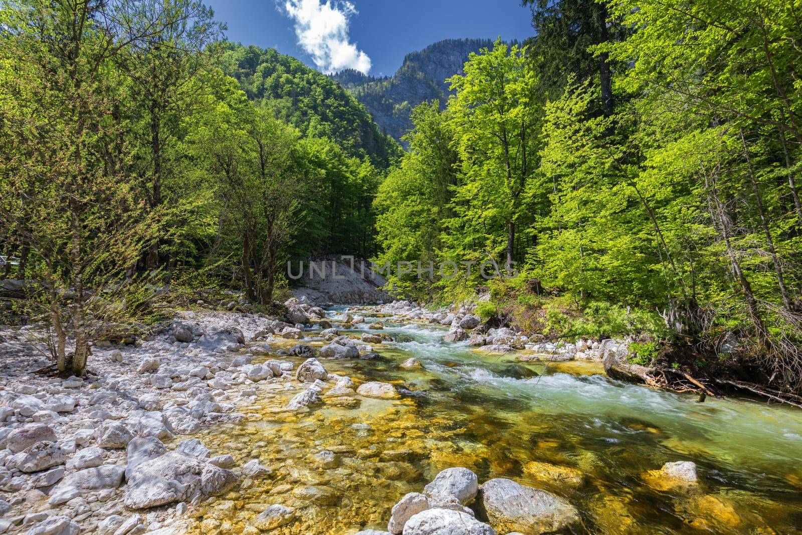 Cold mountain stream coming from Savica waterfall, river Sava near lake Bohinj, Slovenian Alps, Slovenia. The Sava Bohinjka is a headwater of the Sava River in northwestern Slovenia.