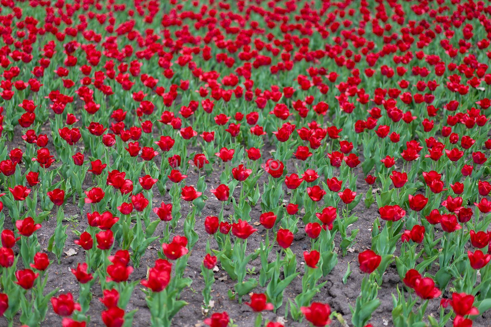 Red tulip flowers background outdoor Spring season flowers