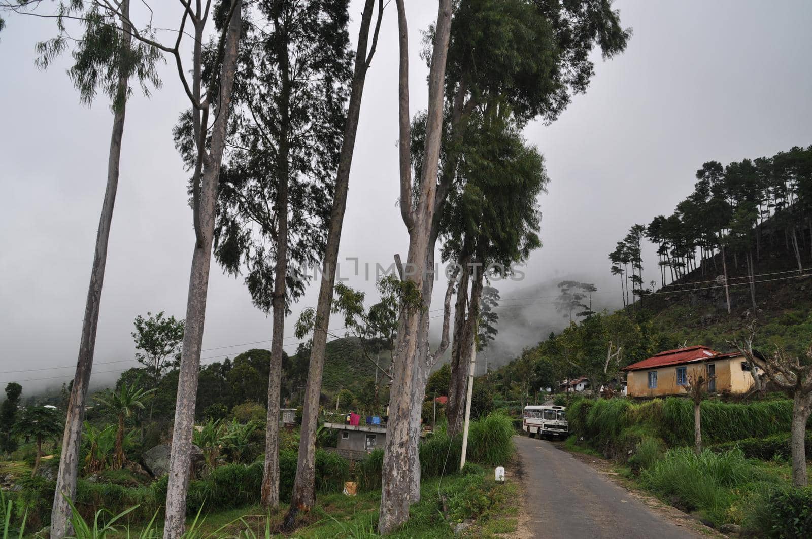 Tea plantations near the city of Haputale, Sri Lanka.