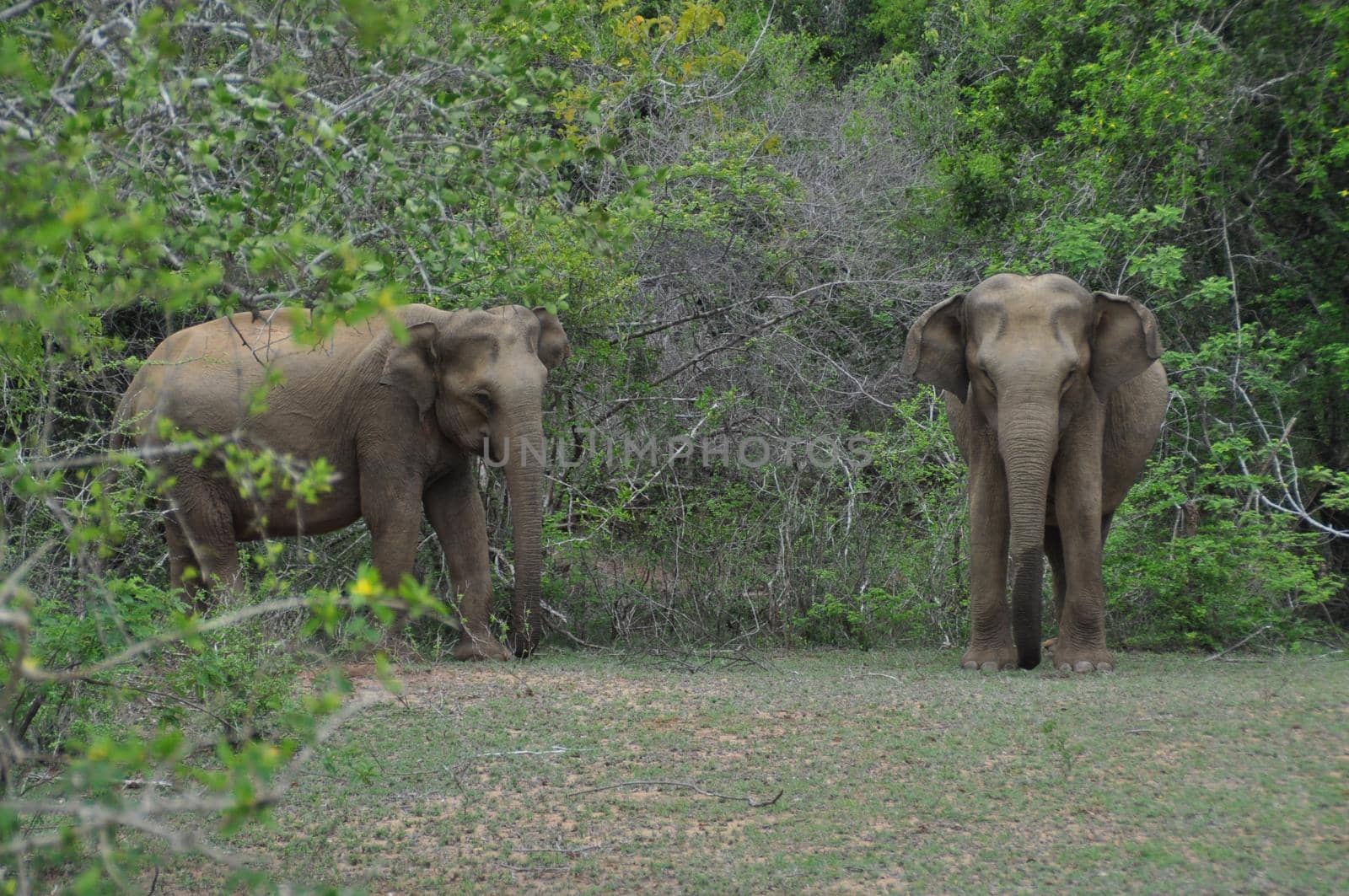 Elephants in Yala National Park, Sri Lanka.