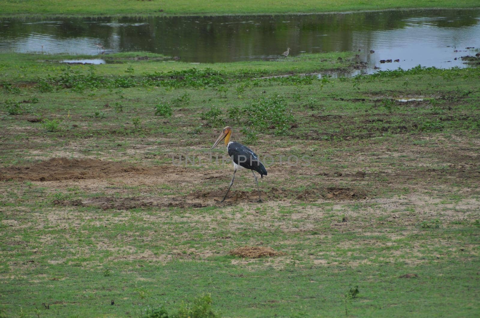 Crane bird in Yala National Park, Sri Lanka.