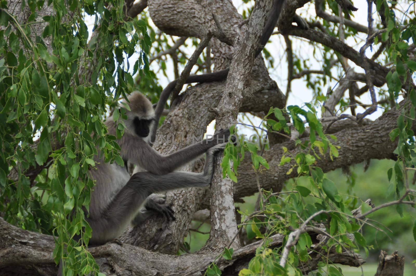 Vervet monkeys in Yala National Park, Sri Lanka.