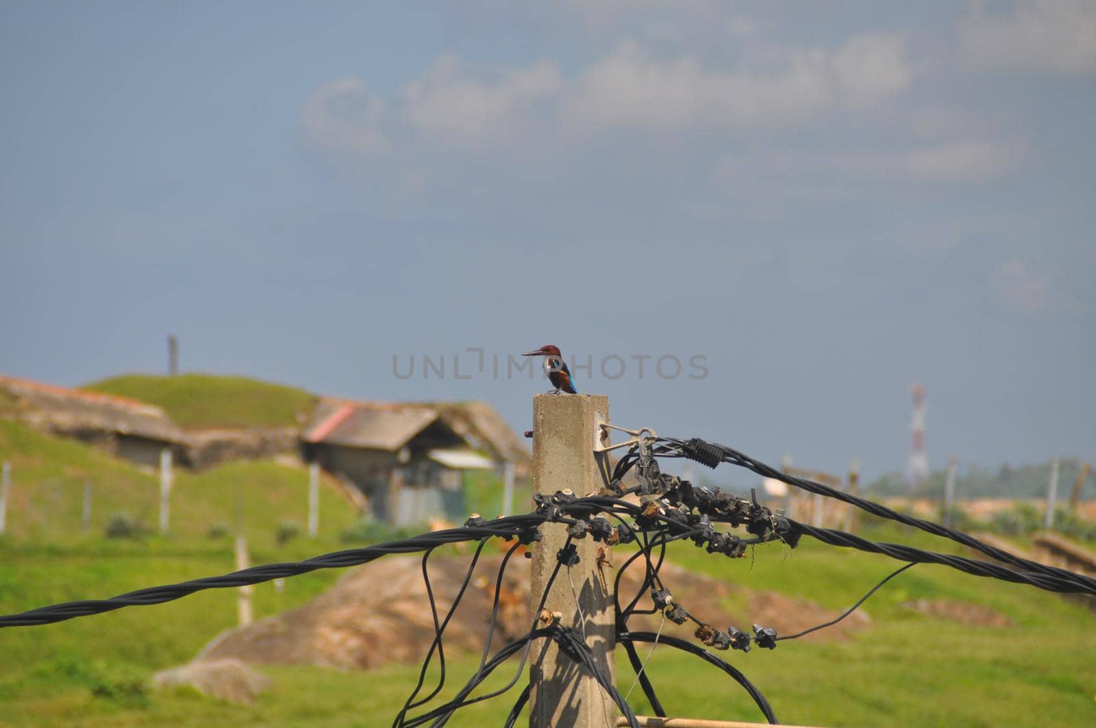 Small tropical bird sitting on a electricity pole, Sri Lanka.