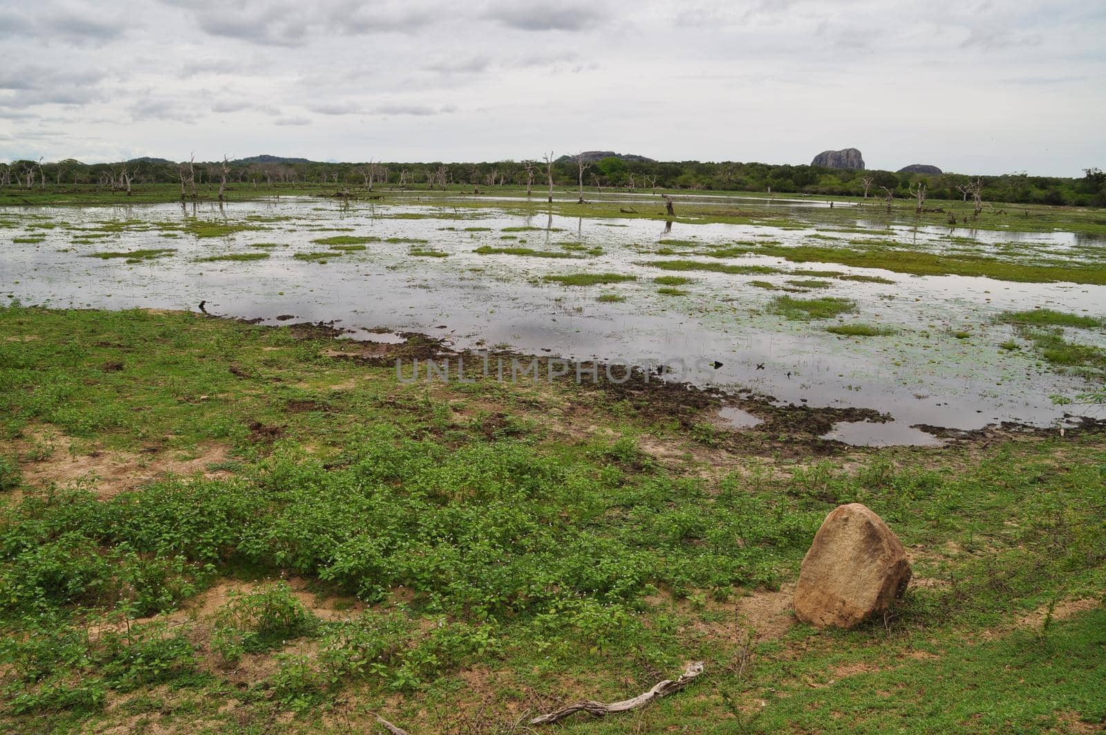 A pond in Yala National Park, Sri Lanka.