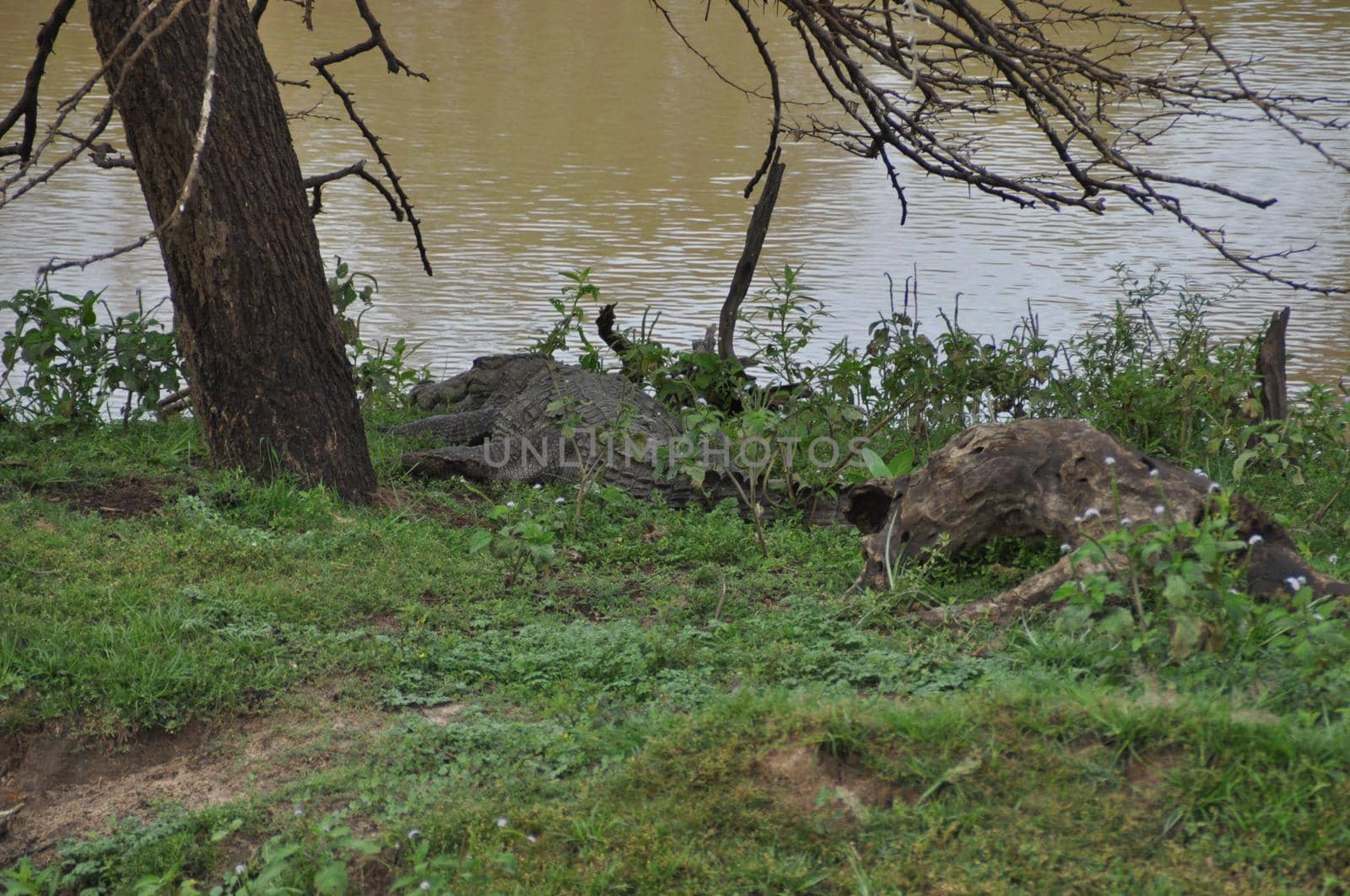 A crocodile near a pond in Yala National Park, Sri Lanka.