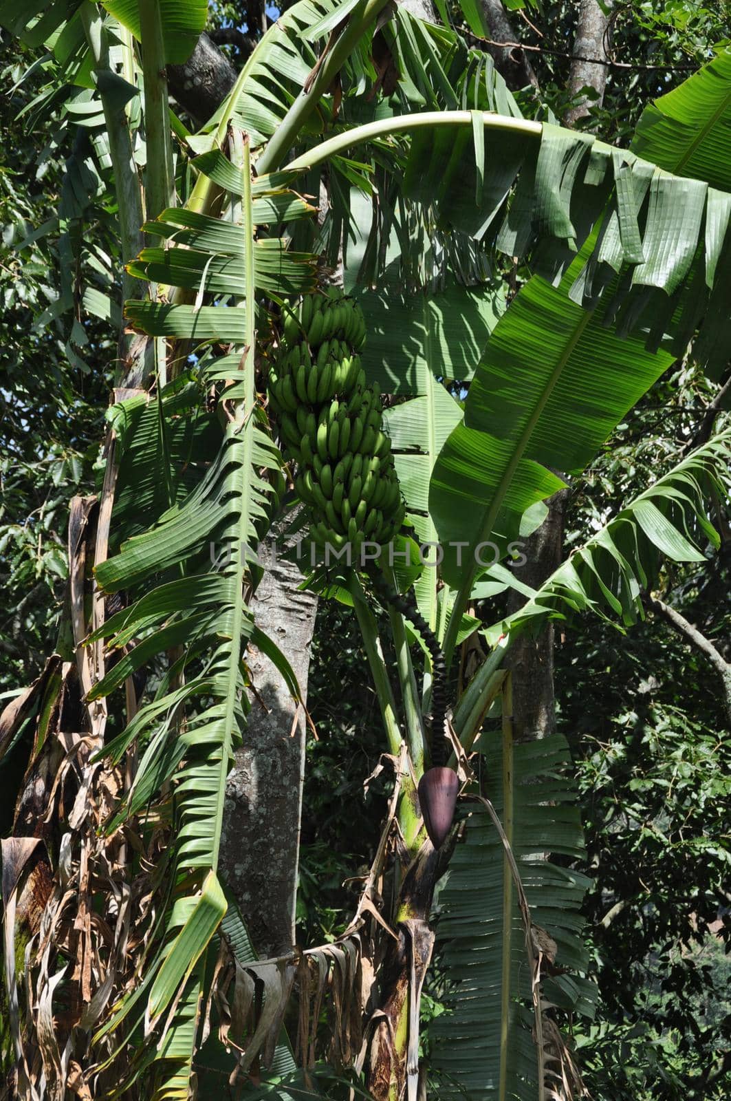 Wild bananas in a tree in Sri Lanka.