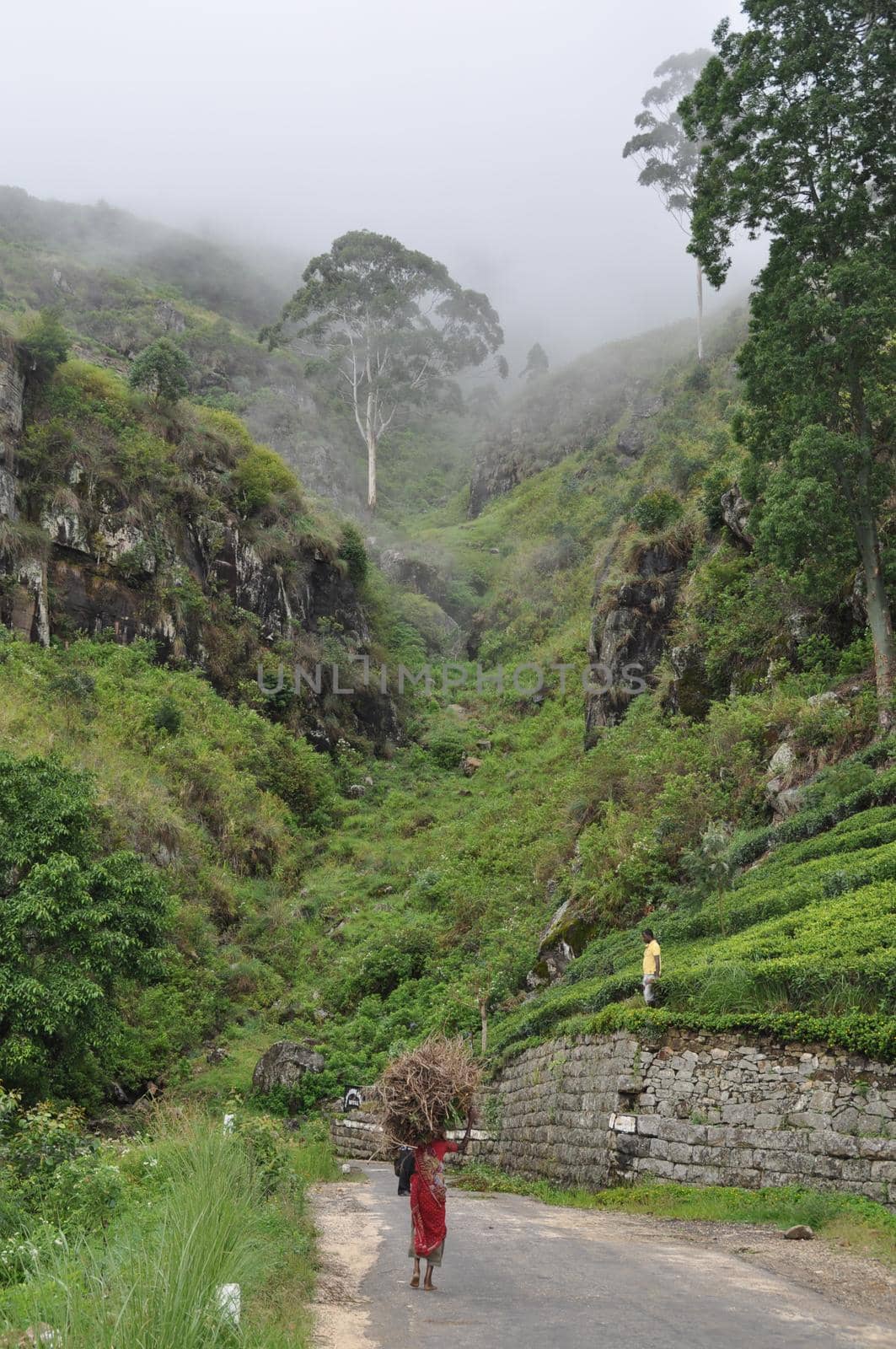 Tea plantations near the city of Haputale, Sri Lanka.