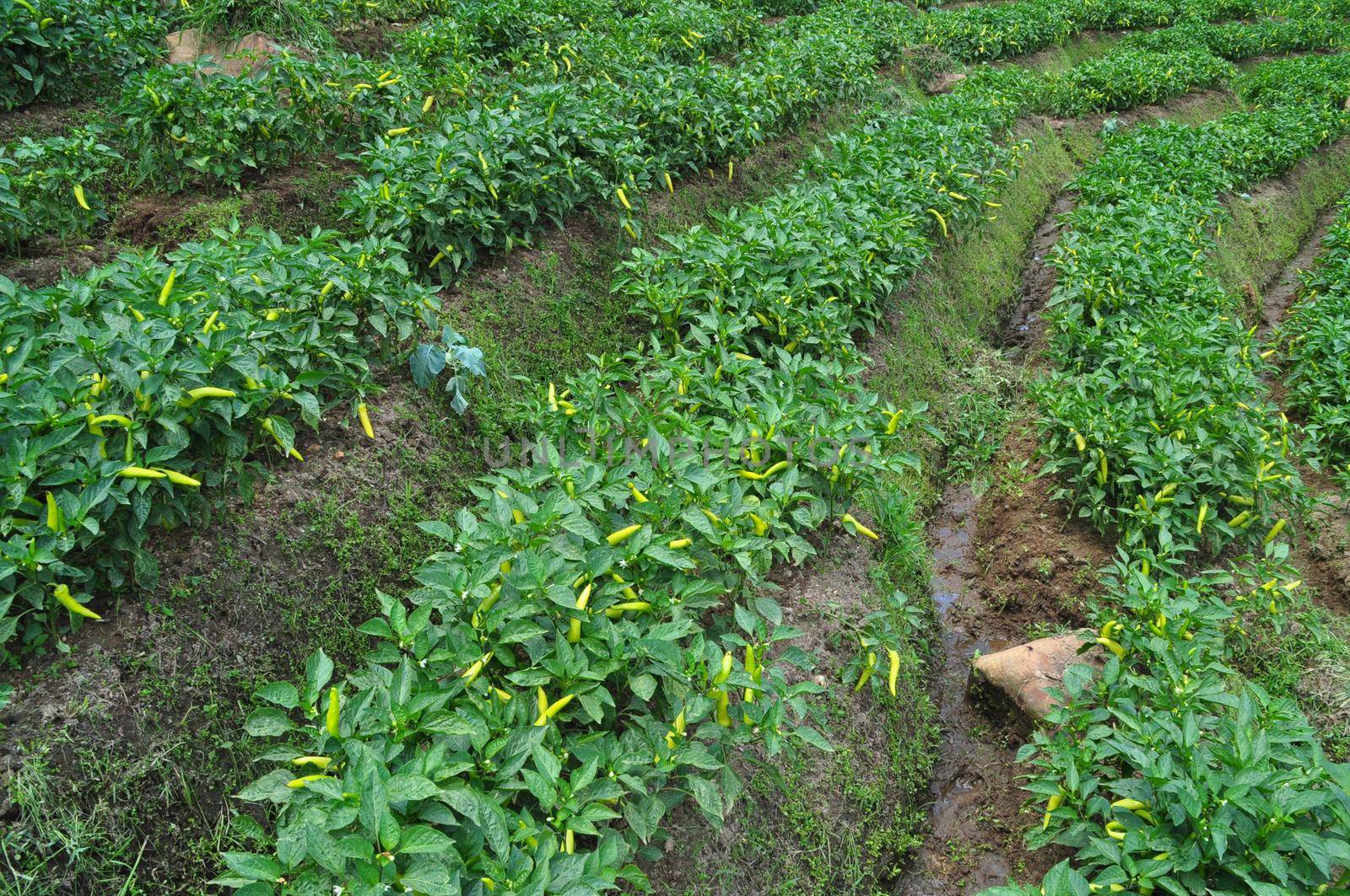 Green pepper plantation somewhere in Sri Lanka.