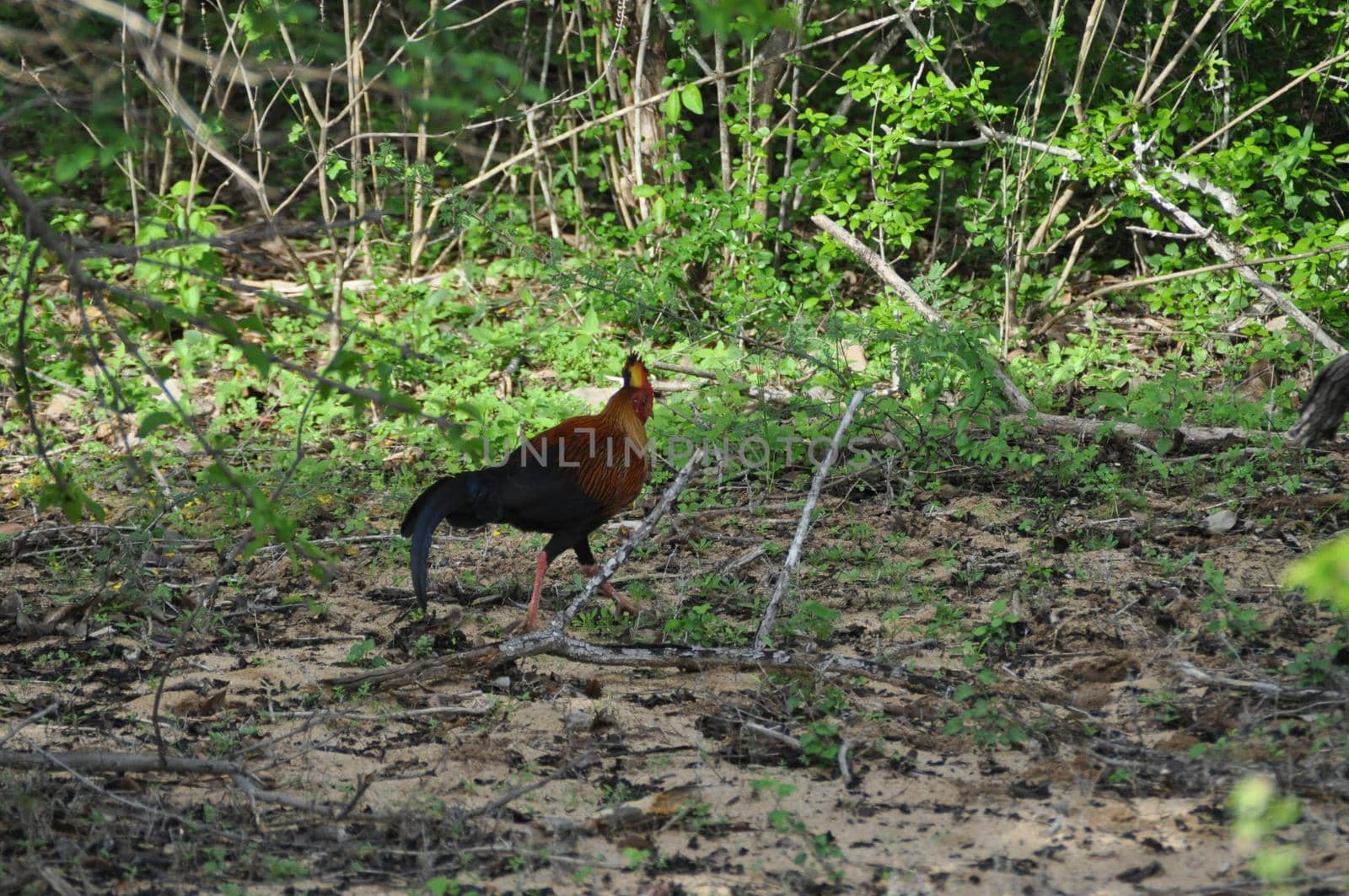 A Sri Lankan junglefowl in Yala National Park, Sri Lanka.