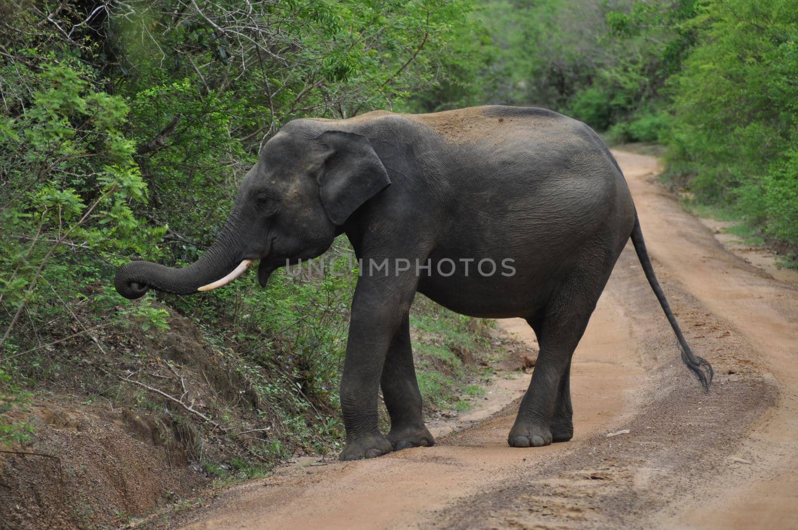 Elephant in Yala National Park, Sri Lanka by Capos