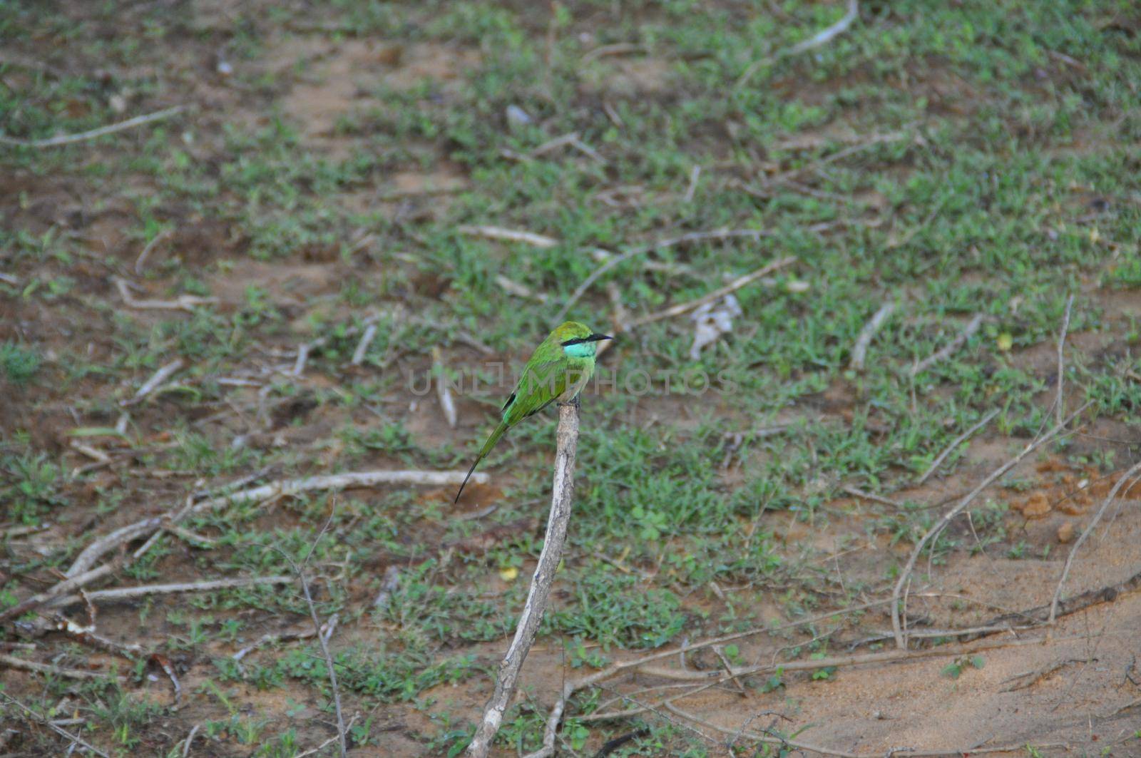 Crimson-fronted barbet bird in Sri Lanka.