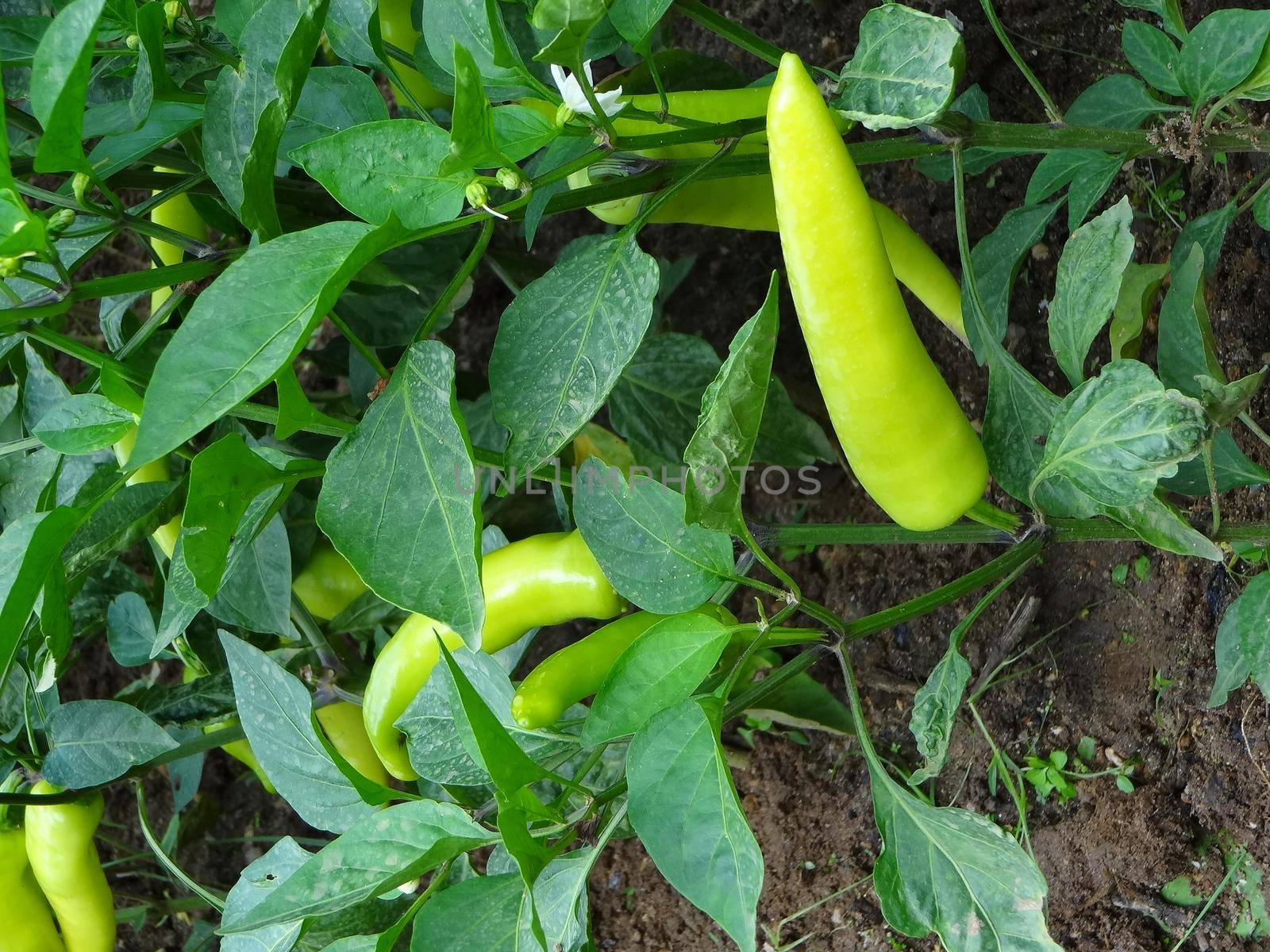 Green pepper plant somewhere in Sri Lanka by Capos