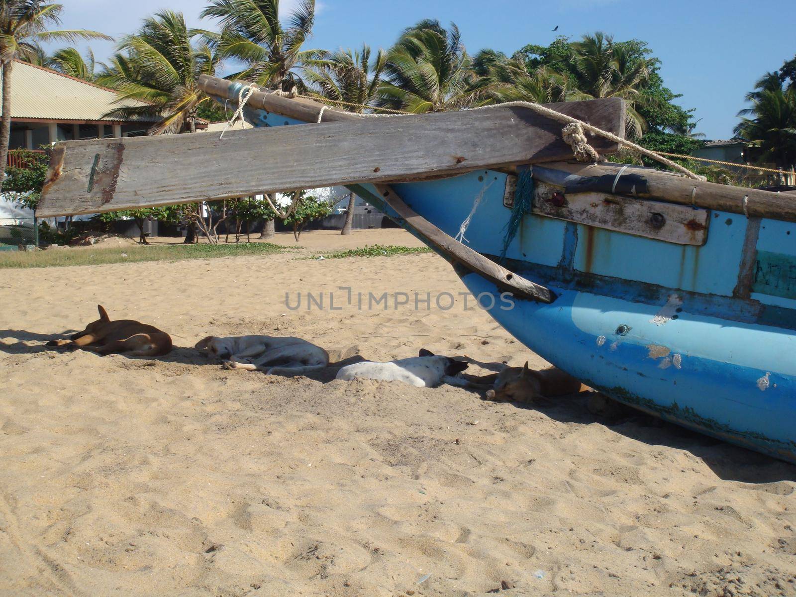 Dogs sleeping near a catamaran fishing boat on a beach in Sri Lanka.