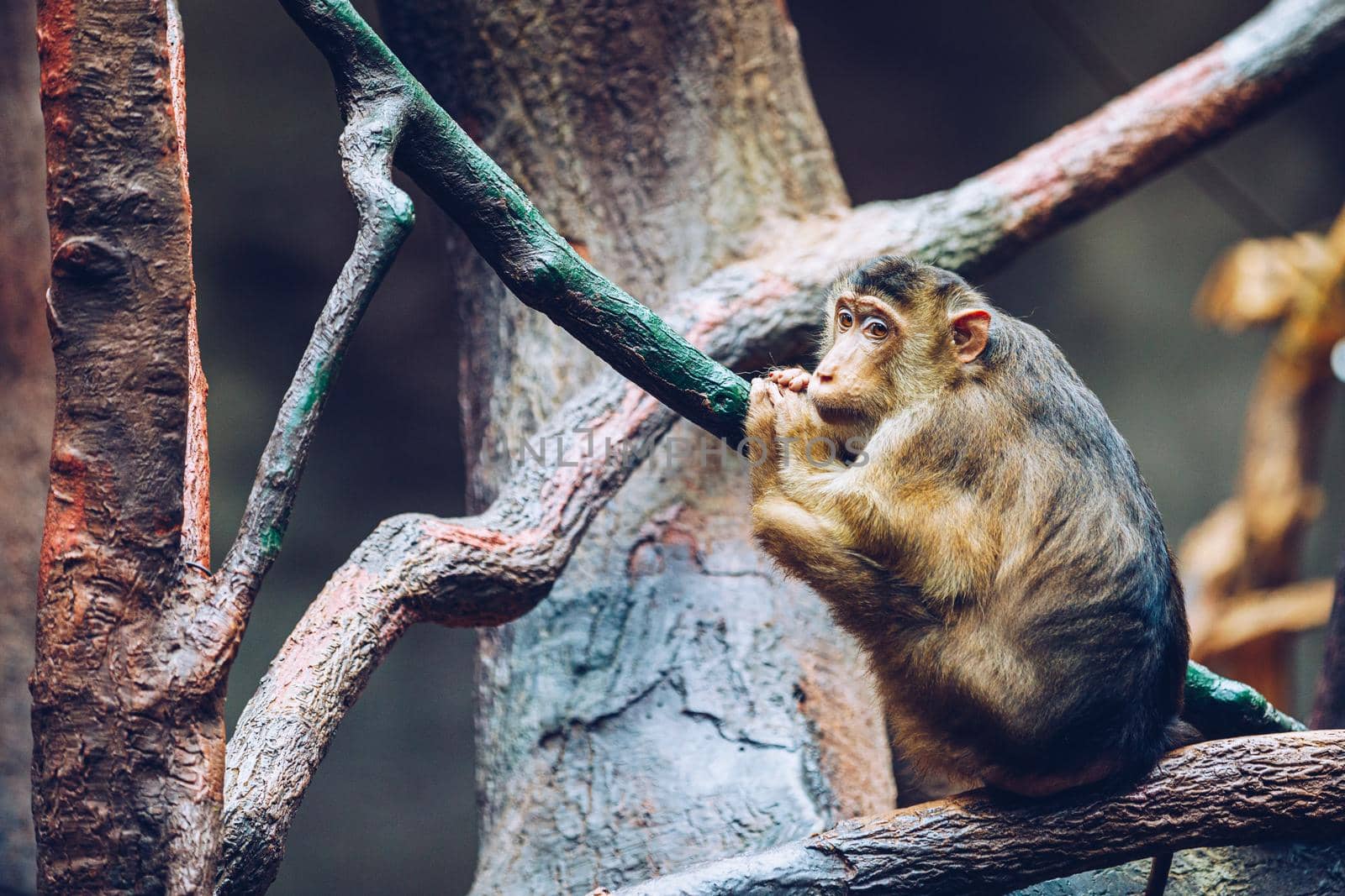 Southern Pig-tailed Macaque (Sundaland pigtail macaque or Sunda pig-tailed macaque), In Zoo, Prague. The southern pig-tailed macaque (Macaca nemestrina) is a medium-sized Old World monkey, Prague Zoo. by DaLiu