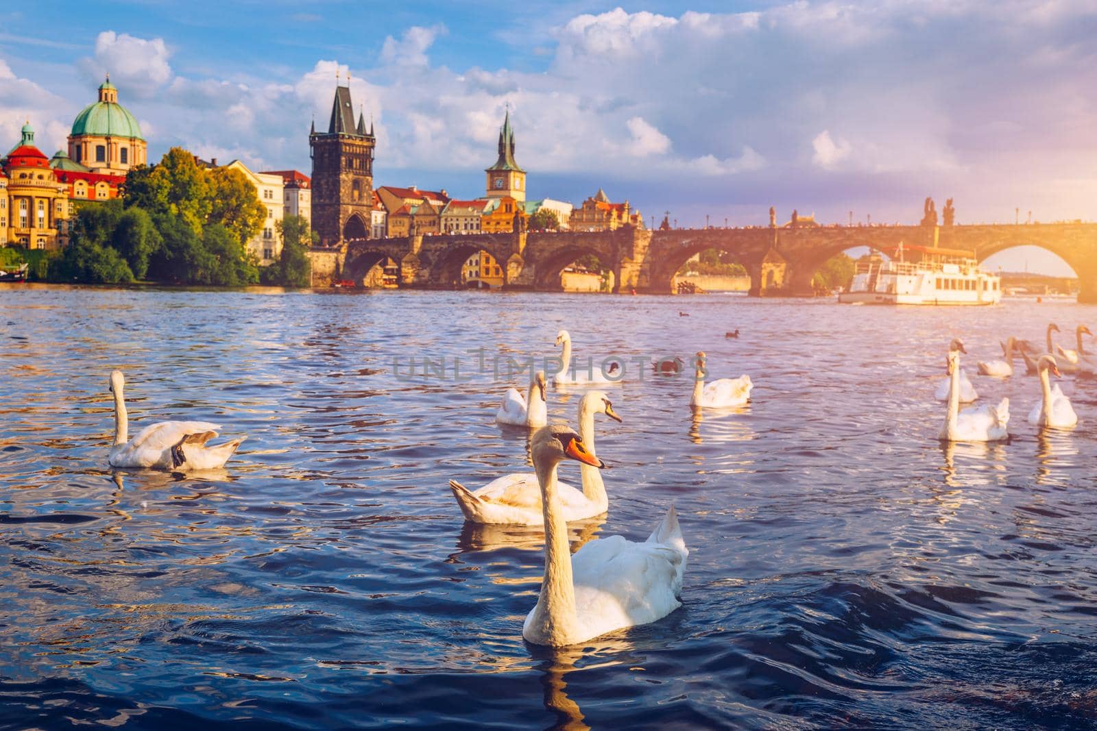 View of Prague Charles bridge near the Vltava river. Swan on the river. Swans swim in the Vltava river. Charles Bridge at sunset. Prague Swans of the Vltava River, Prague, Czech Republic