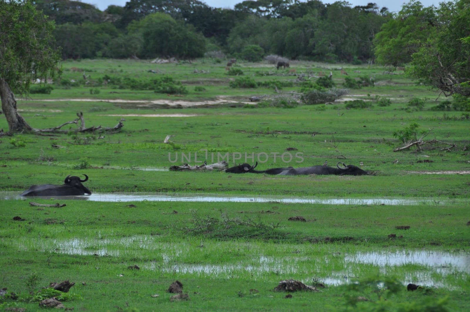 Water buffaloes in Yala National Park, Sri Lanka.