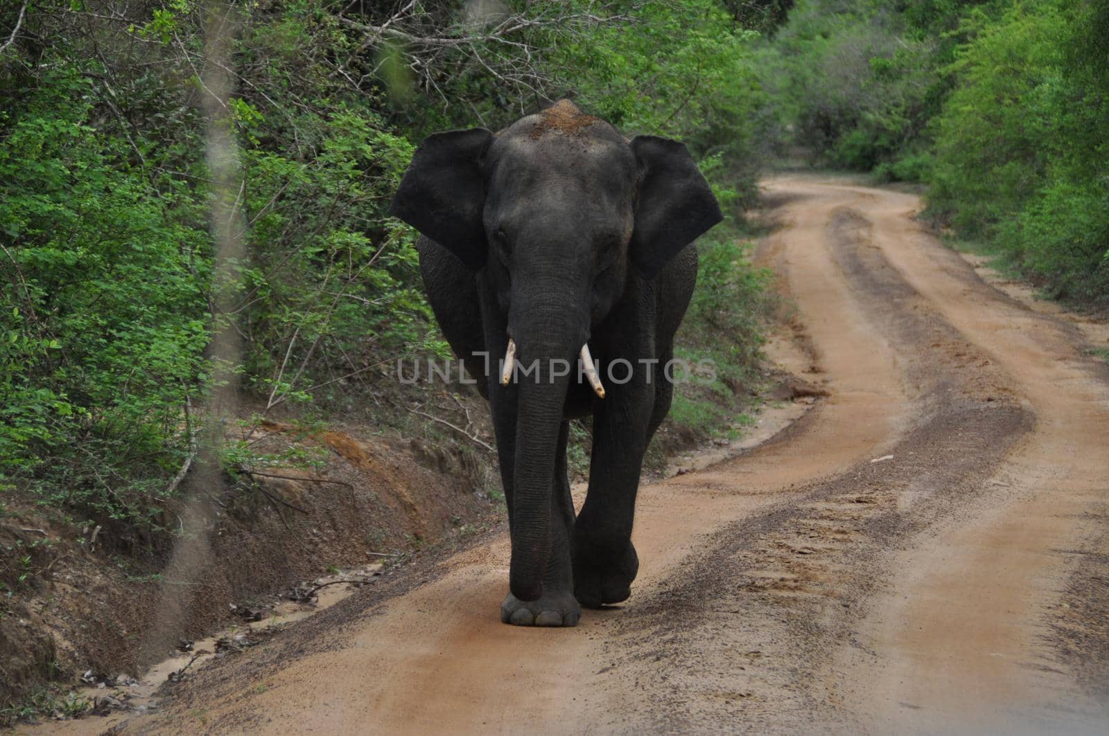 Elephant in Yala National Park, Sri Lanka by Capos