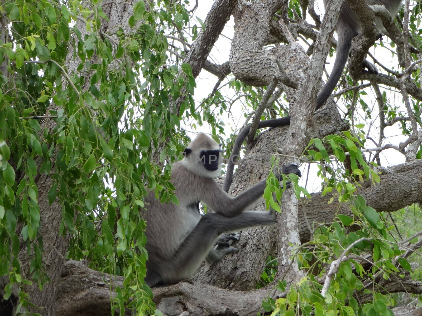 Vervet monkeys in Yala National Park, Sri Lanka.