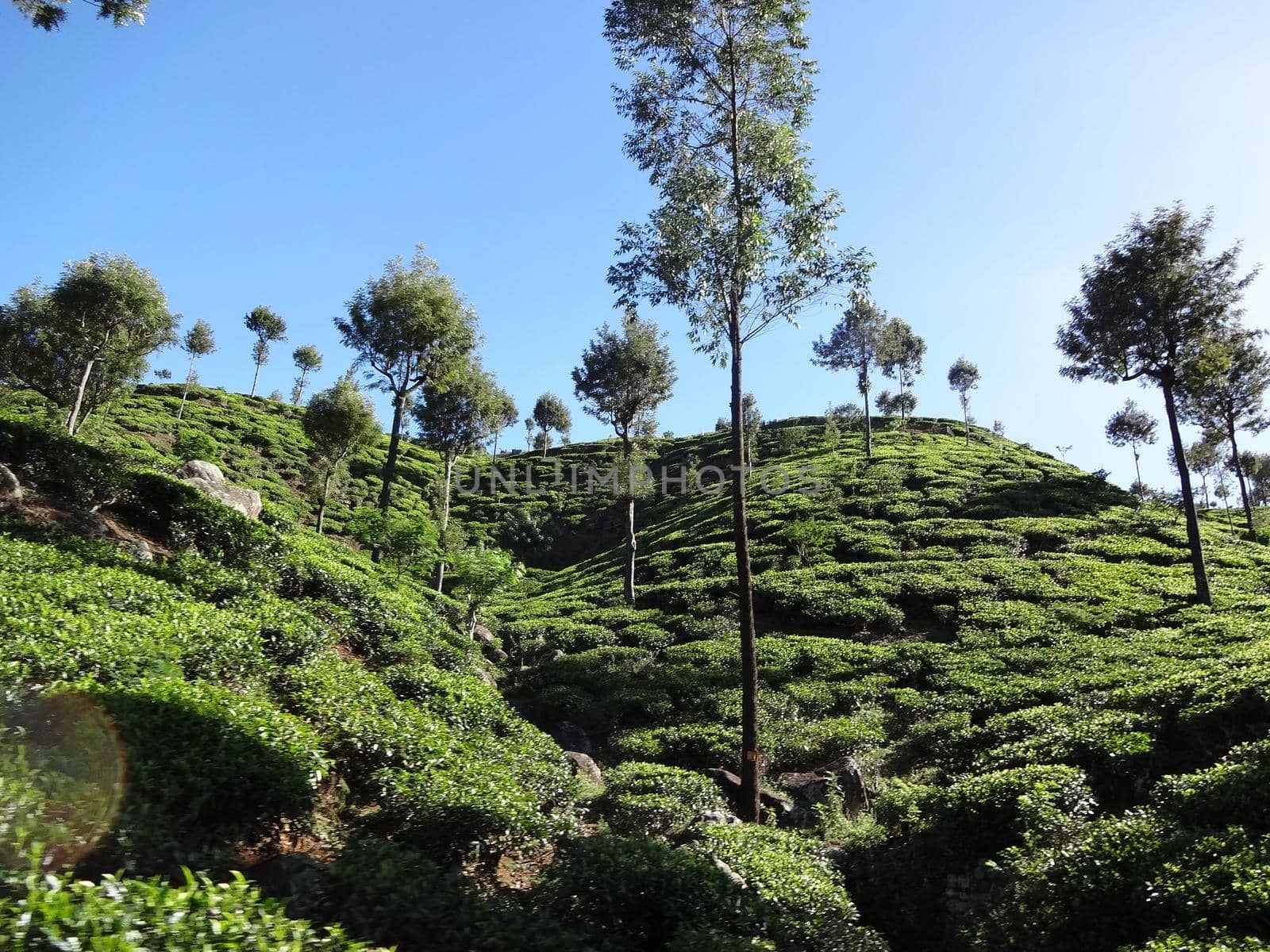 Tea plantation near the city of Haputale, Sri Lanka by Capos