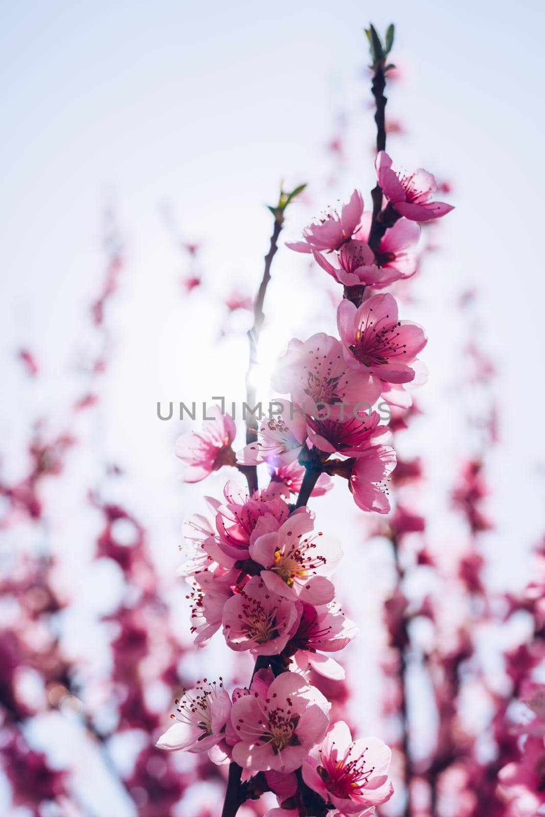 Spring blossom background. Beautiful nature scene with blooming tree and sun flare. Sunny day. Spring flowers. Beautiful Orchard. Abstract blurred background. Springtime