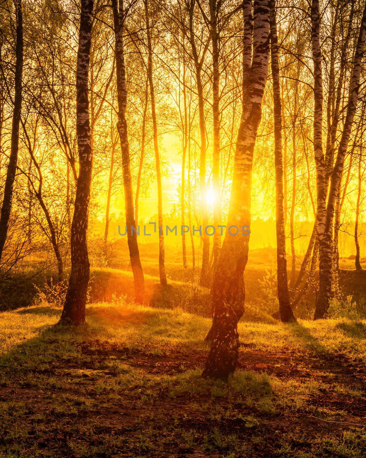 Sunrise or sunset in a spring birch forest with rays of sun shining through tree trunks by shadows and young green grass. Misty morning landscape.